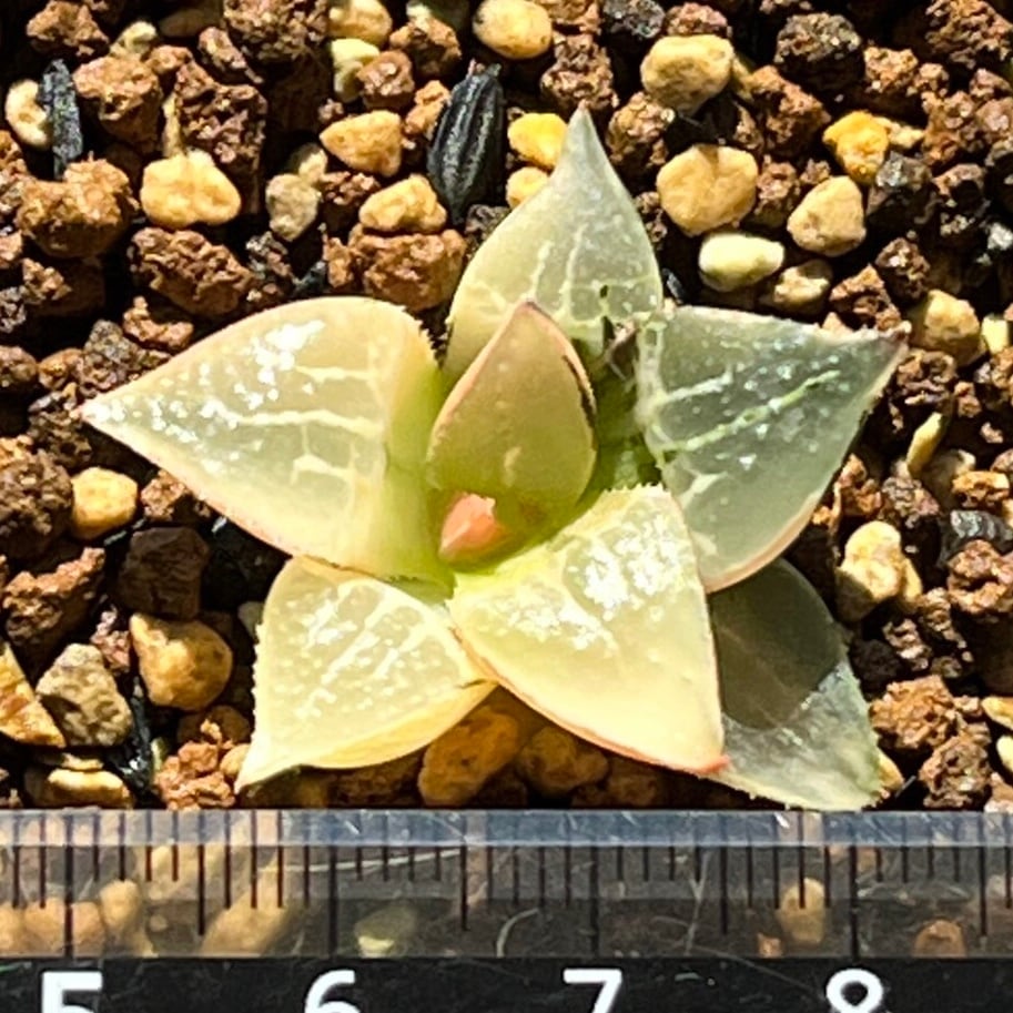 1A 多肉植物　ハオルチア　酒呑童子錦糊斑　自家繁殖 1A 多肉植物 ハオルチア 酒呑童子錦糊斑 自家繁殖 1A 多肉植物