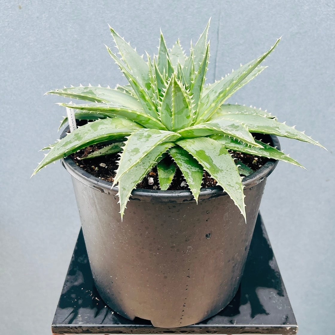 現品］【希少】1番 アロエポリフェラ 6号 観葉植物 レア 室内 屋外