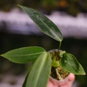 アンスリウム ワロクアーナム / Anthurium Warocqueanum⑨ / 観葉植物<育て方・花言葉>