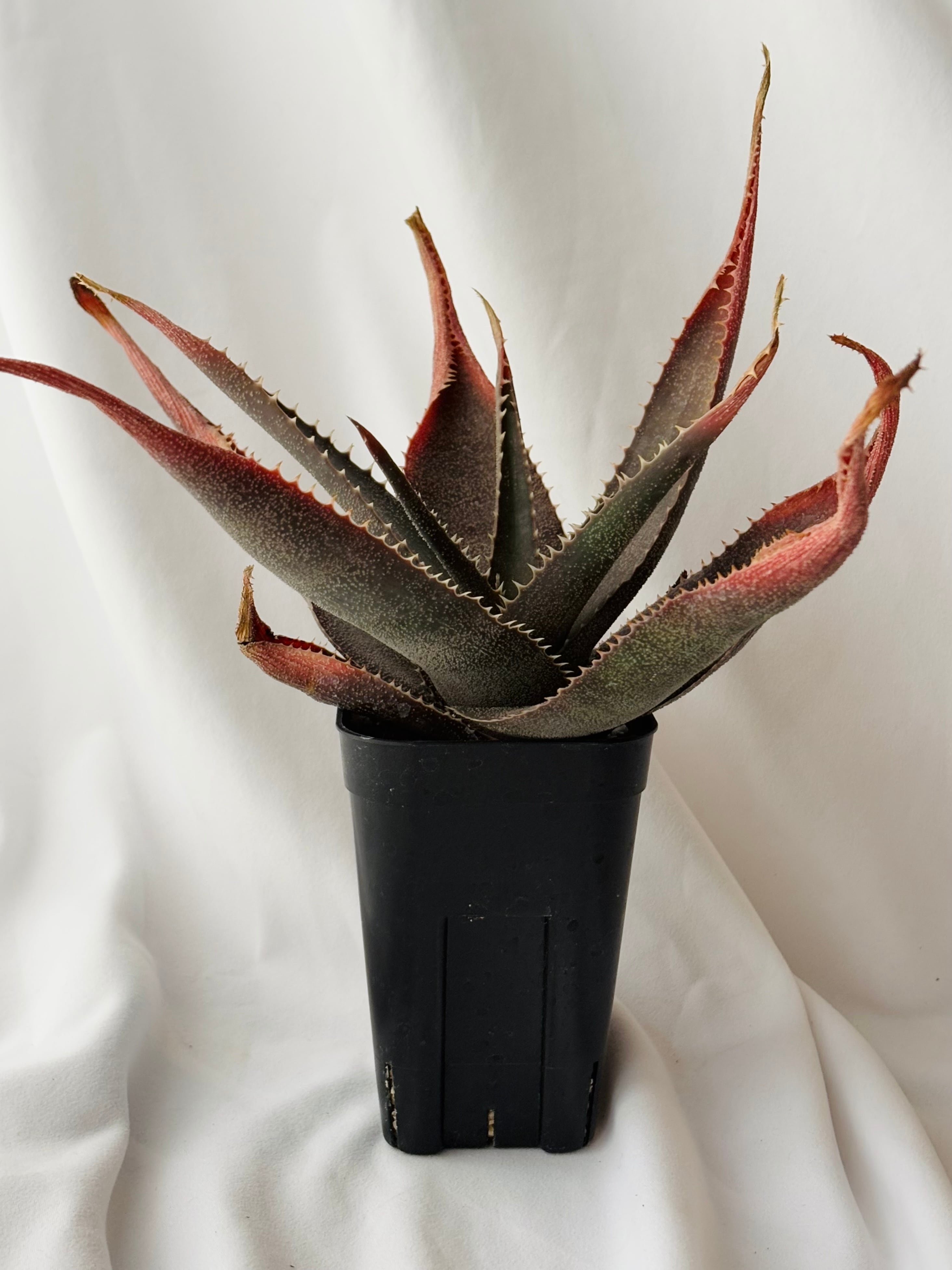 Aloe thorncroftii アロエ ソーンクロフティ 多肉植物 | plants MARU