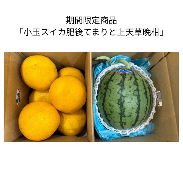期間限定・送料と税込　「熊本の旬ボックス（小玉スイカ肥後てまりと天草晩柑）」