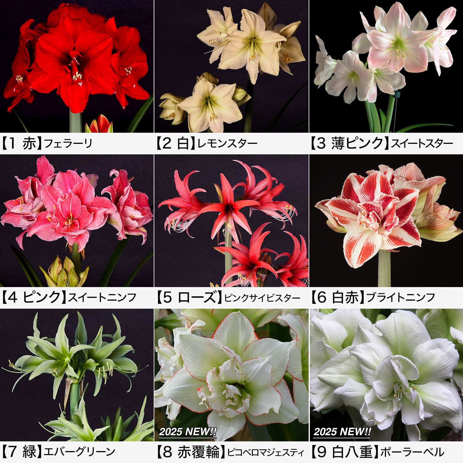 水も土もいらない、マジックアマリリスの球根 | AYANAS（アヤナス