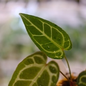 アンスリウム ドラヤキ × レッドクリスタリナム / Anthurium Dorayaki × Red Crystallinum② / 観葉植物<育て方・花言葉>
