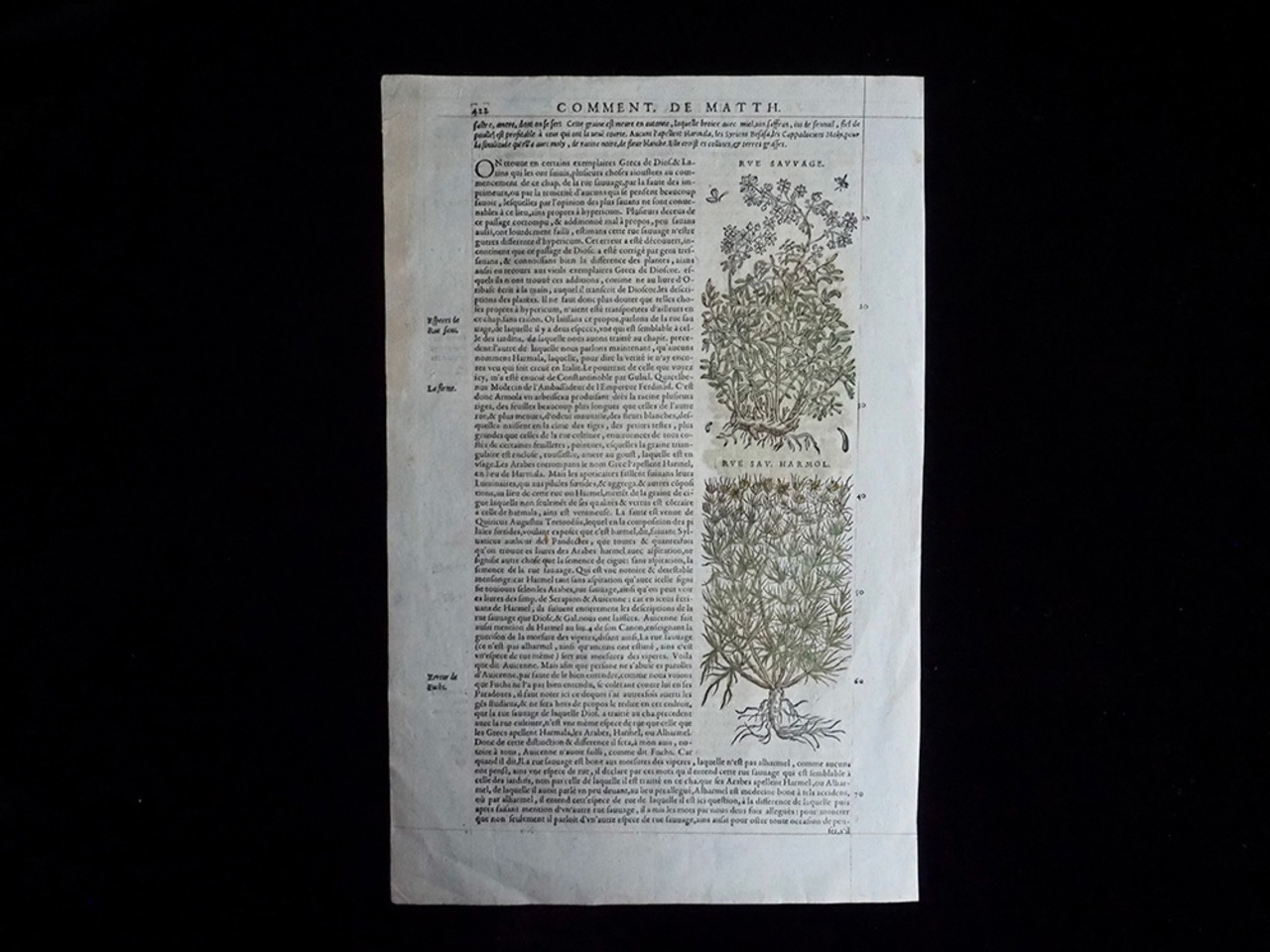 De Materia Medica 薬草の木版画 Ⅱ