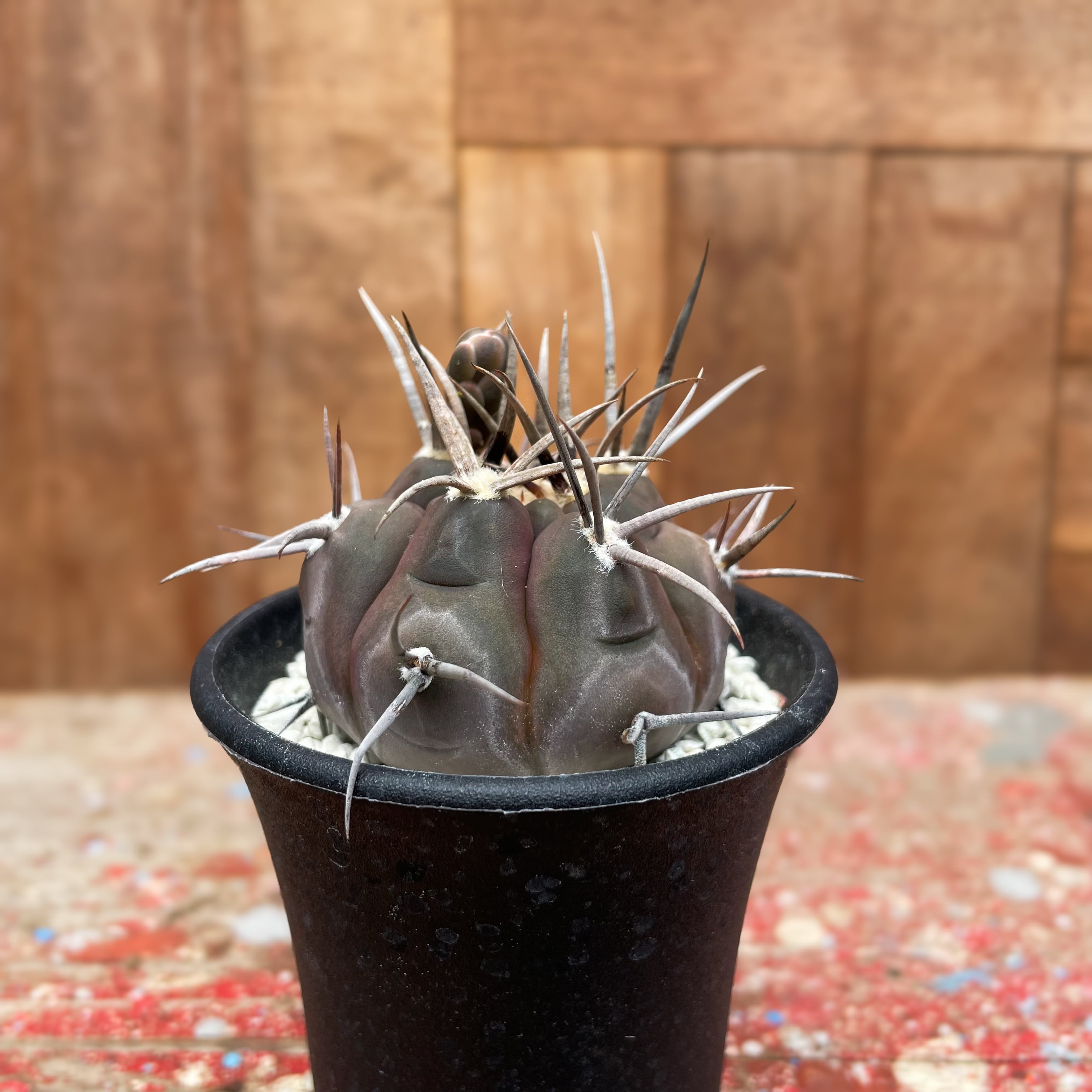Gymnocalycium mazanense【ギムノカリキウム・守金魔天竜】 | RIMO