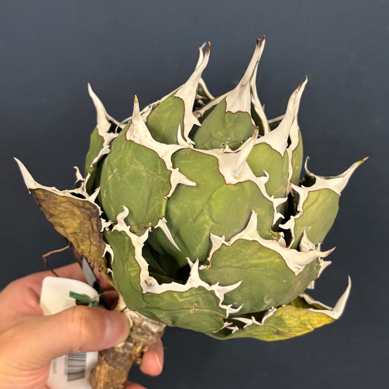 アガベ チタノタ ペルシアンドワーフ【673】