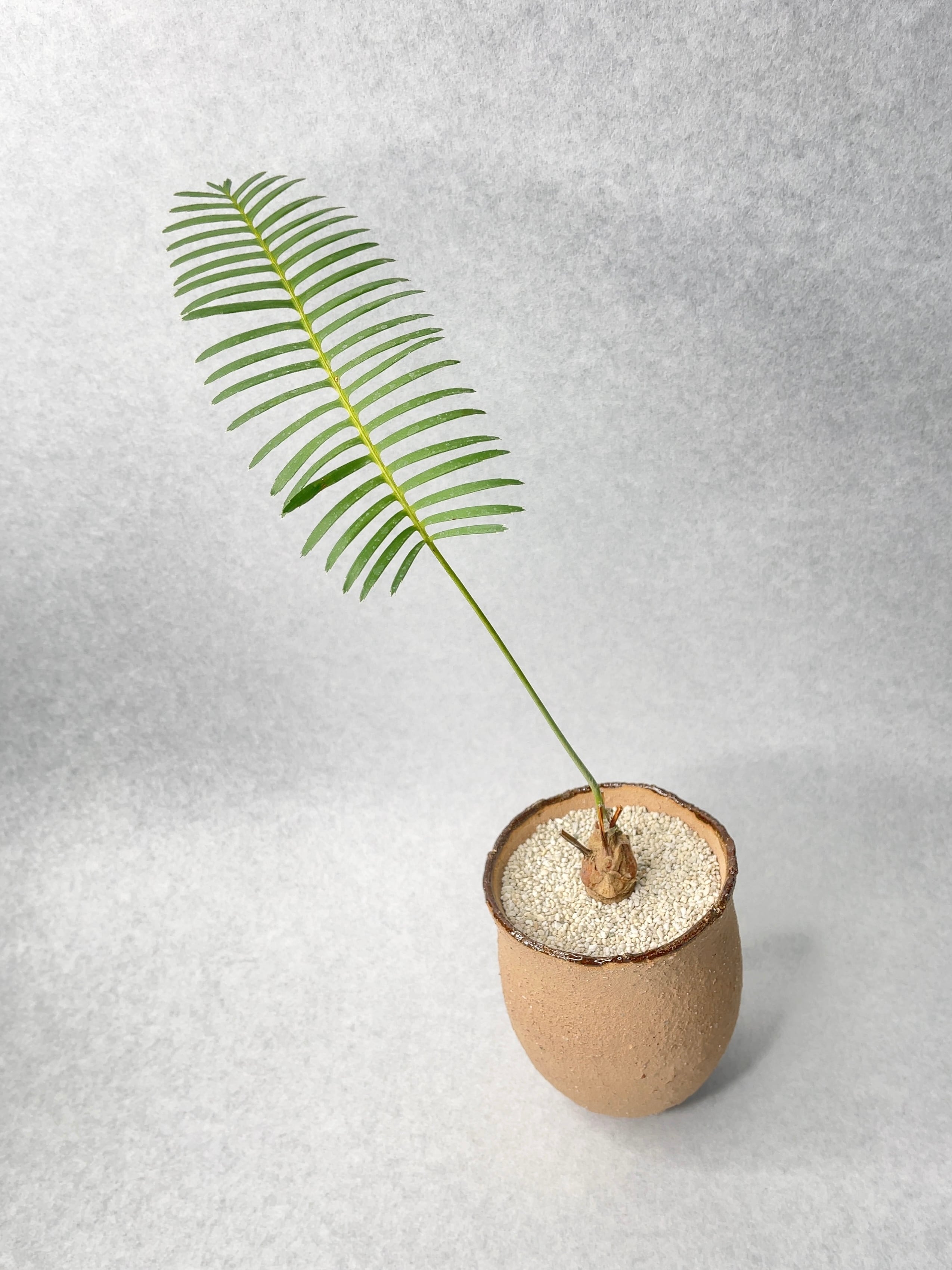 ディオーン・エデュレ | trigger