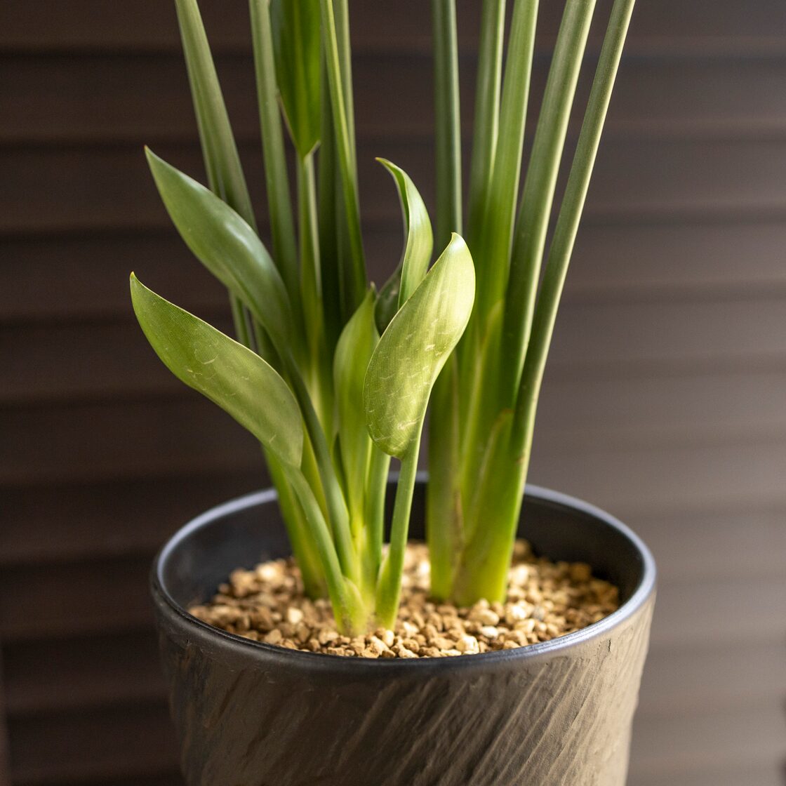 ストレリチア ユンケア ノンリーフ 5号 陶器鉢 オーガスタ 観葉植物 