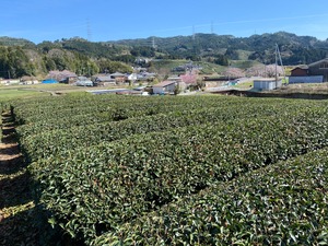 新茶　純煎茶　農薬不使用（自然栽培を目指して）　70g