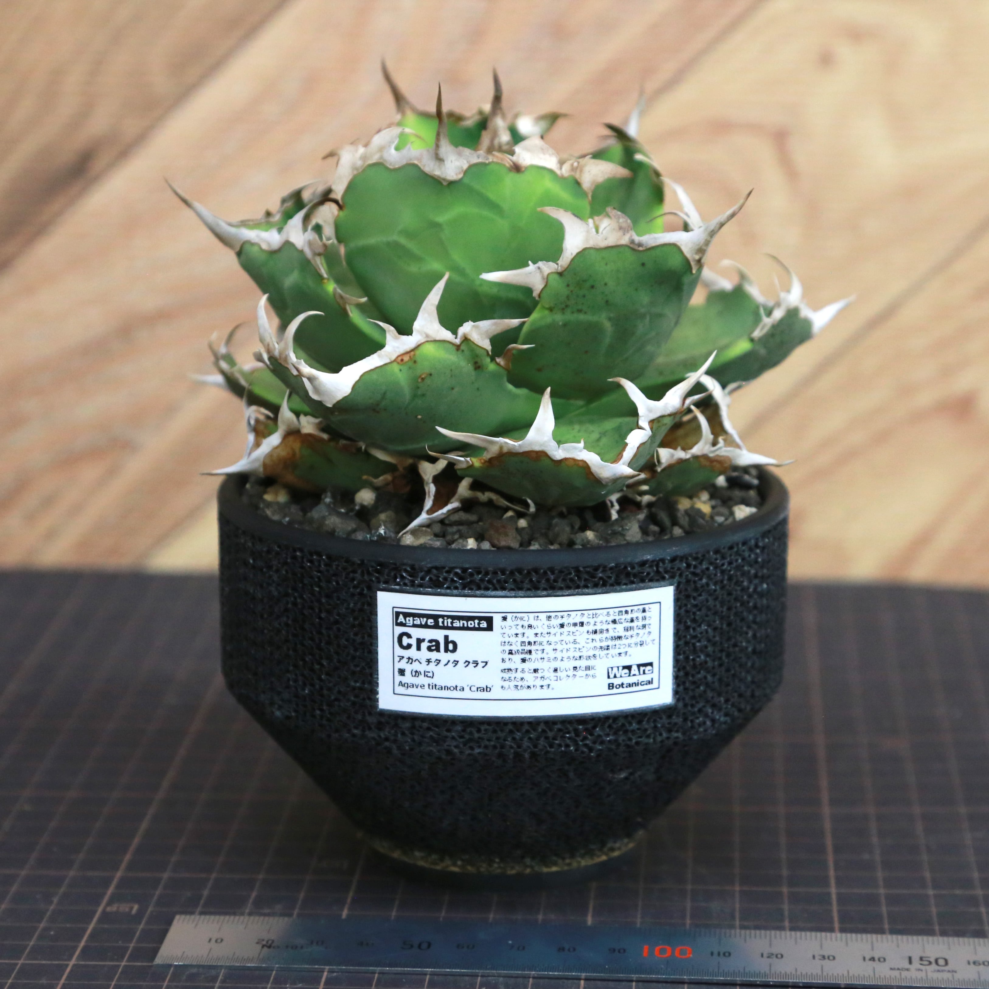 Agave Titanota 蟹 (Crab) アガベ チタノタ / 中株(4号鉢)/Lot.001