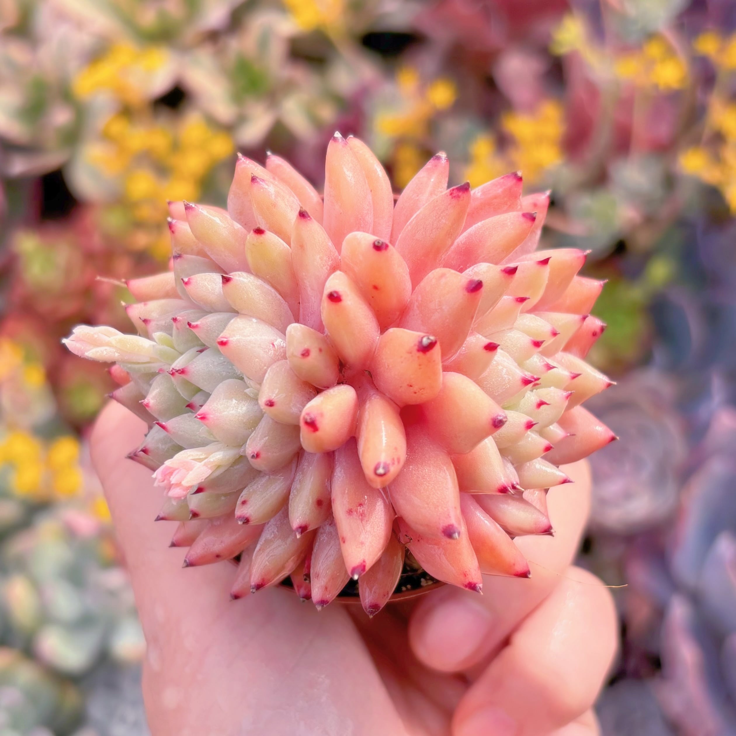 現品　胭脂扣#M161　2頭群生　るる農園