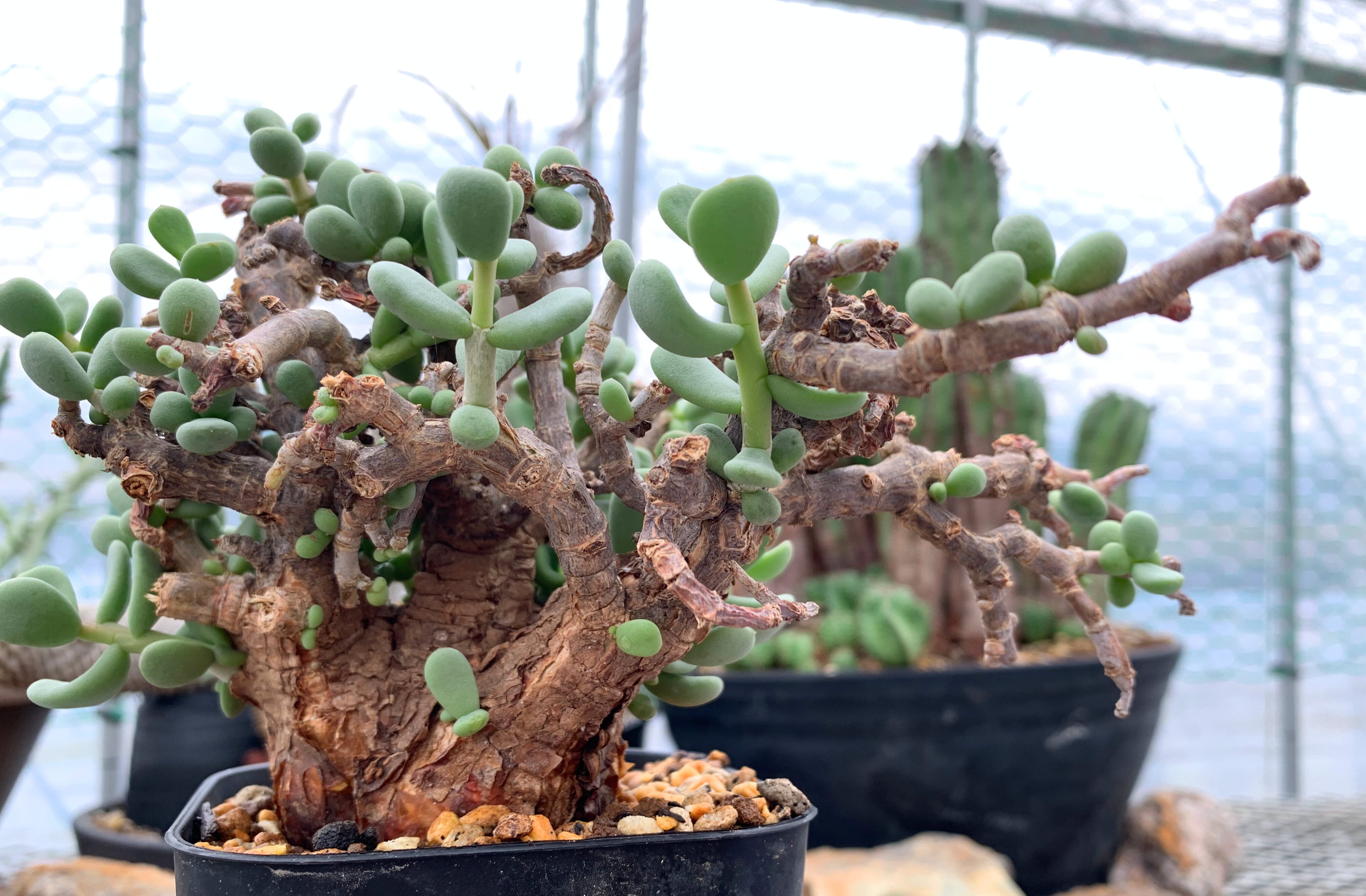 ケラリア ピグマエア 1【送料着払い】 | CACTUS330