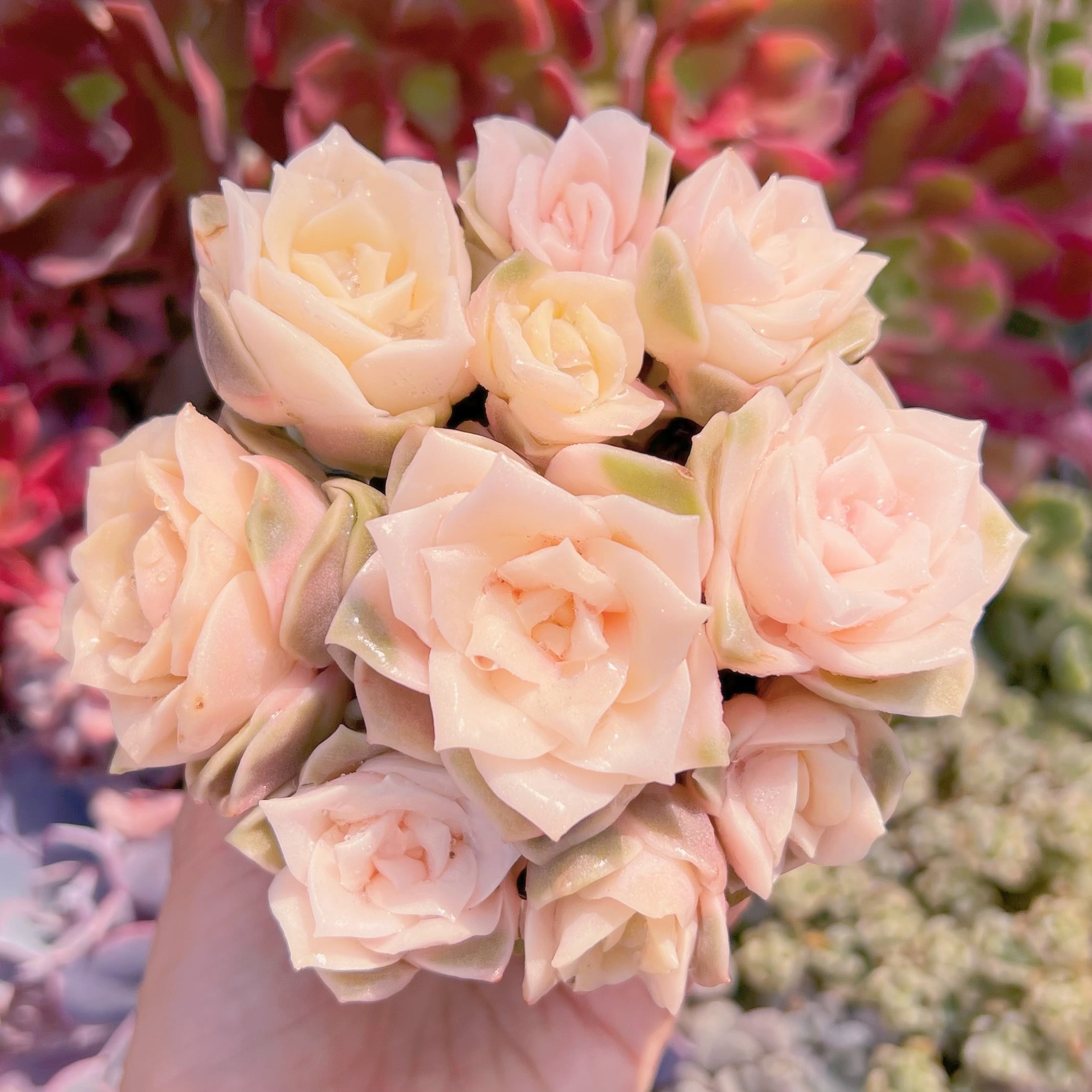 現品　ラブリーローズ錦#328　るる農園