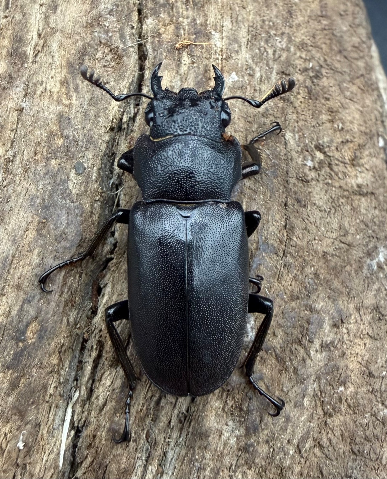 《メタリフェルホソアカ亜種フィナエ パープル系 80.5mm ペア》