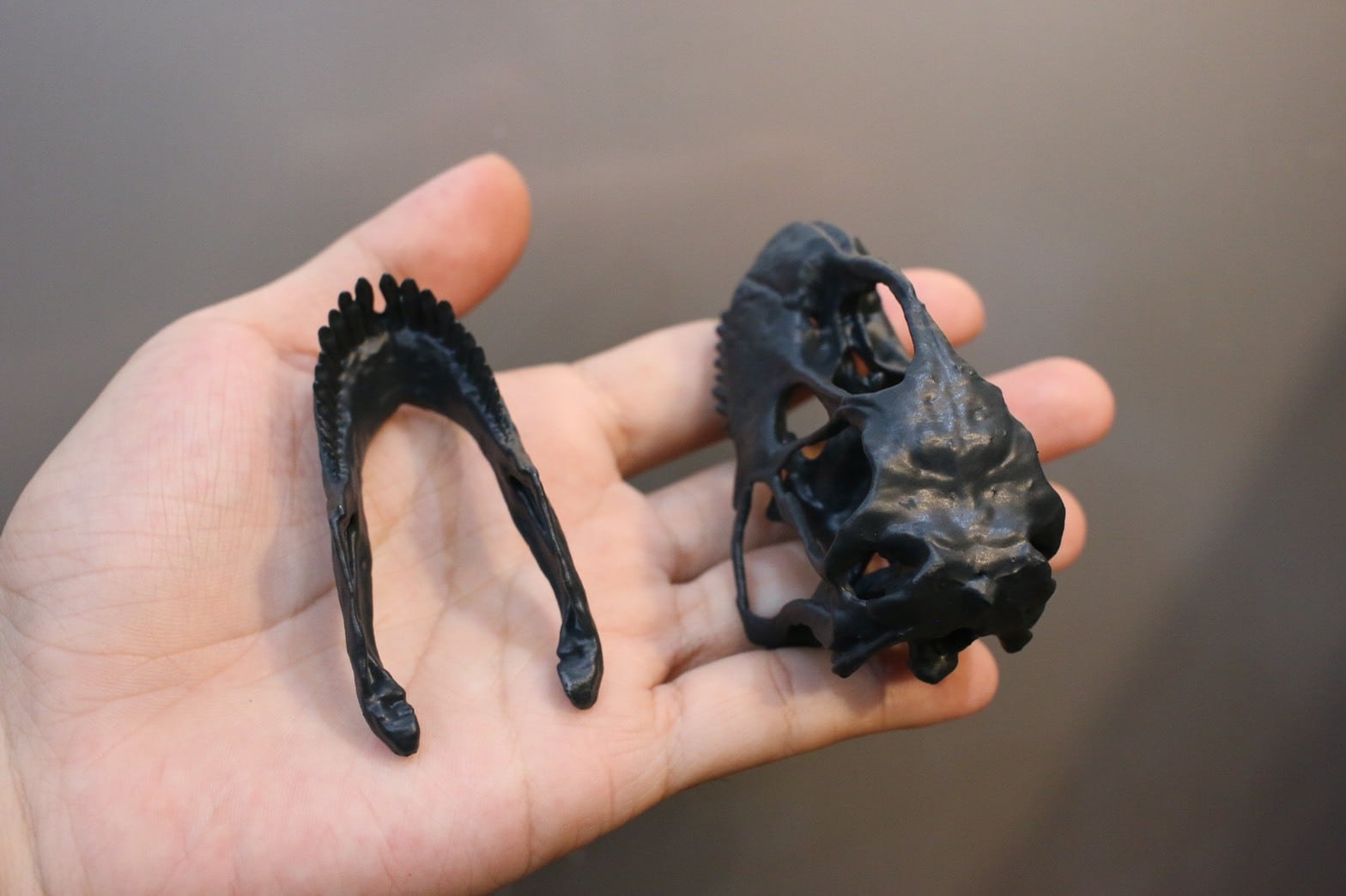 約8cm】カマラサウルス 縮小頭骨レプリカ | アンフィ合同会社 約8cm】カマラサウルス 縮小頭骨レプリカ | アンフィ合同会社