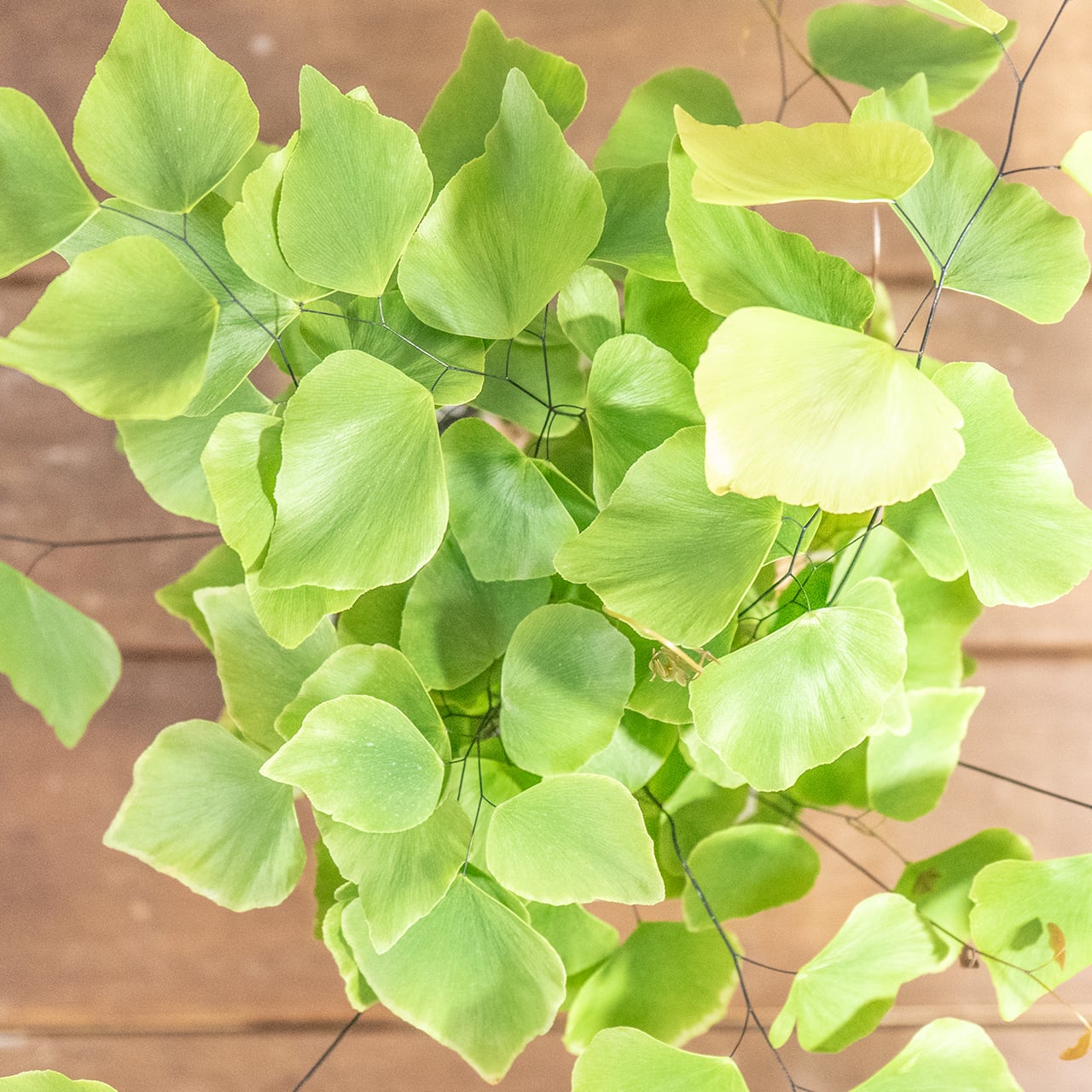 【繊細な葉が魅力】大葉アジアンタムを手づくりモルタル鉢で。グリーンインテリアに。／虫発生抑制／全国一律送料850円