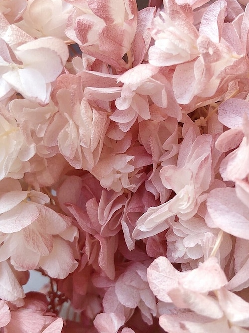 シェア花材☆カシワバアジサイ　ホワイトピンク