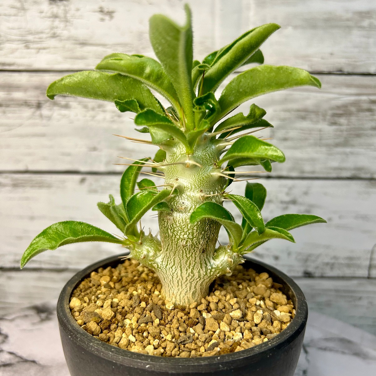 パキポディウム サンデルシー 白馬城 コーデックス 塊根植物 | PLARE