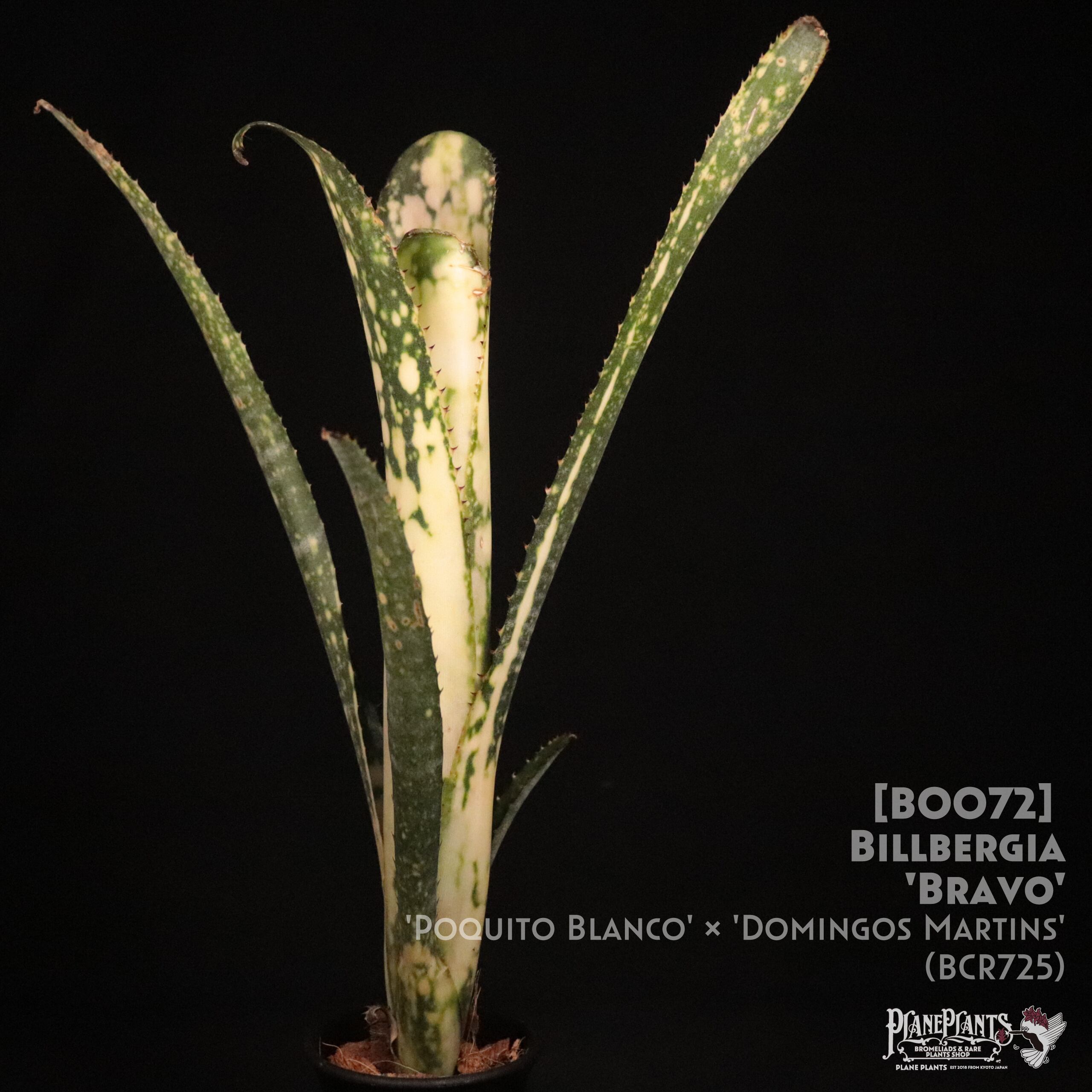 【送料無料】Billbergia 'Bravo'〔ビルベルギア〕現品発送B0072