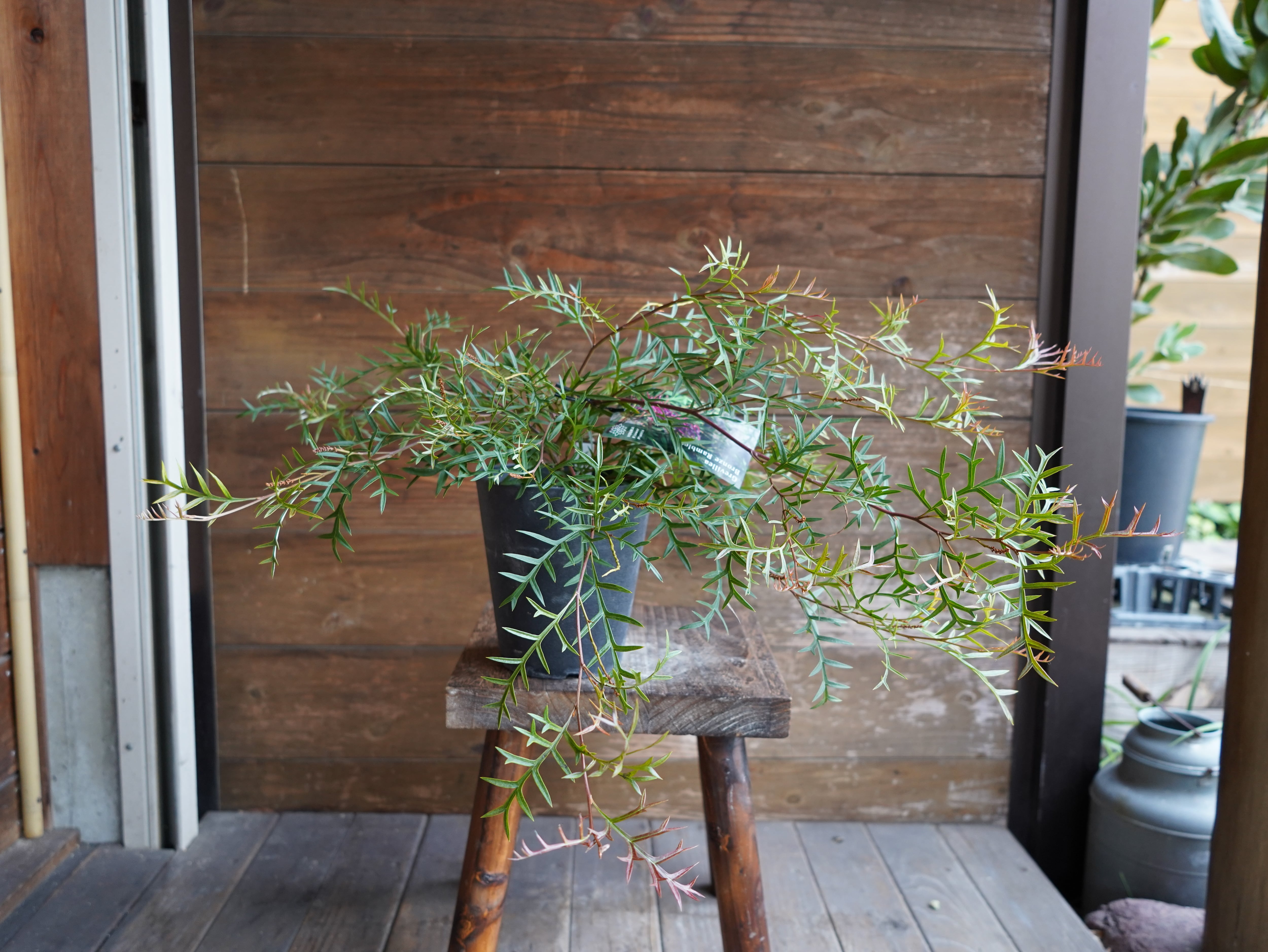 【現物】グレビレア　”ブロンズランバー”　B