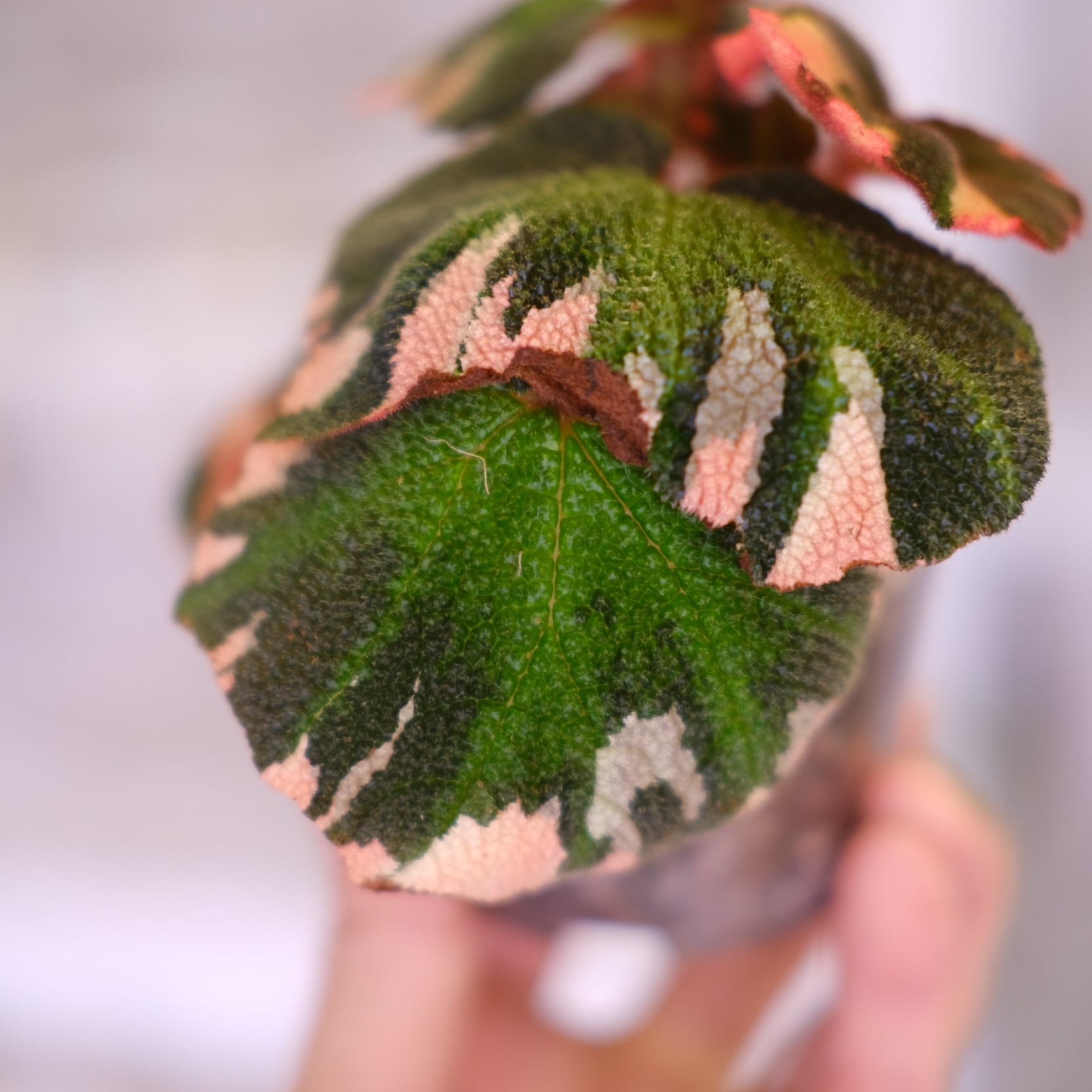 Begonia soli mutata Variegated│ベゴニア ソリムタータ バリエガータ