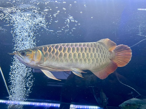 超炎龍スライヤー38cm スーパーレッド