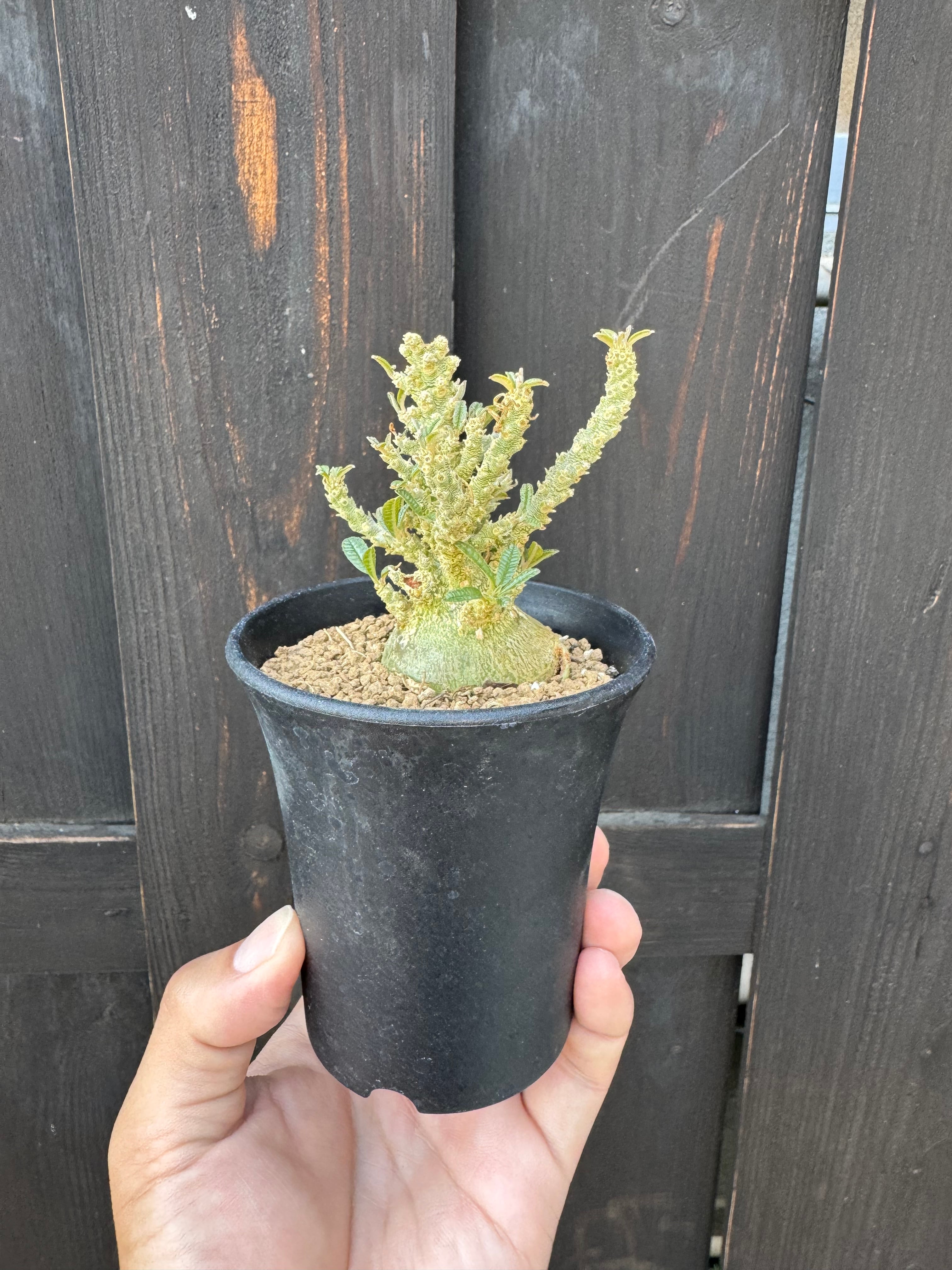 極上品】Dorstenia gigas f. bullata × VALIEM 青坊主別注CROSSBONE