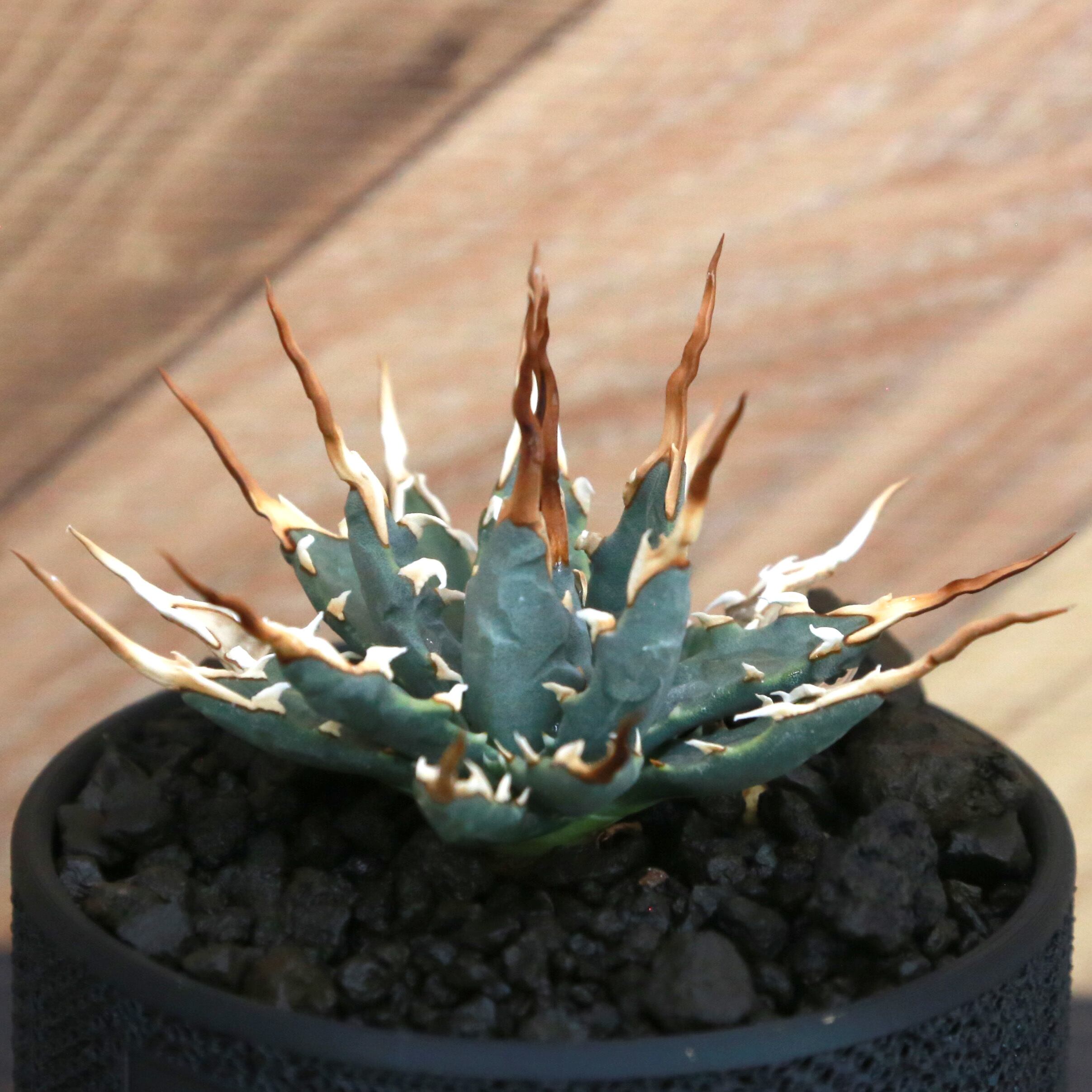 Agave utahensis eborispina アガベ エボリスピナ（実生3年・陽炎・短