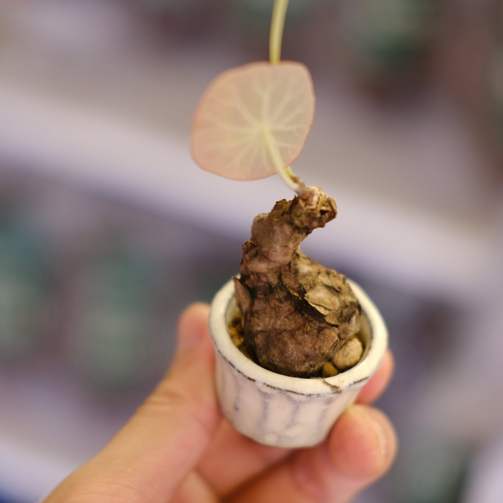 Stephania kaweesakii│ステファニア カウィーサキー③│観葉植物