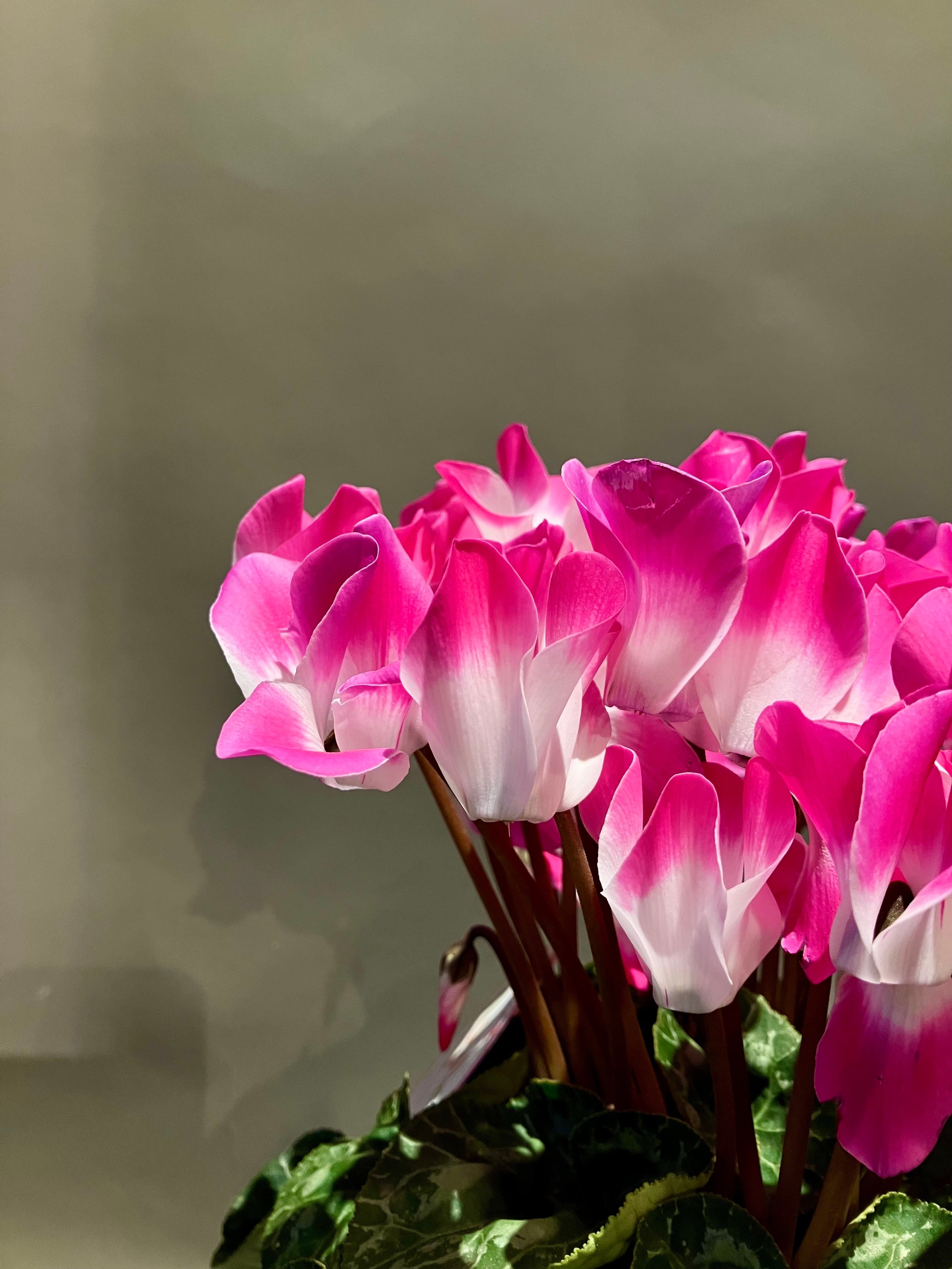 シクラメン【インディアカ】