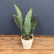 サンスベリア マッソニア【295】