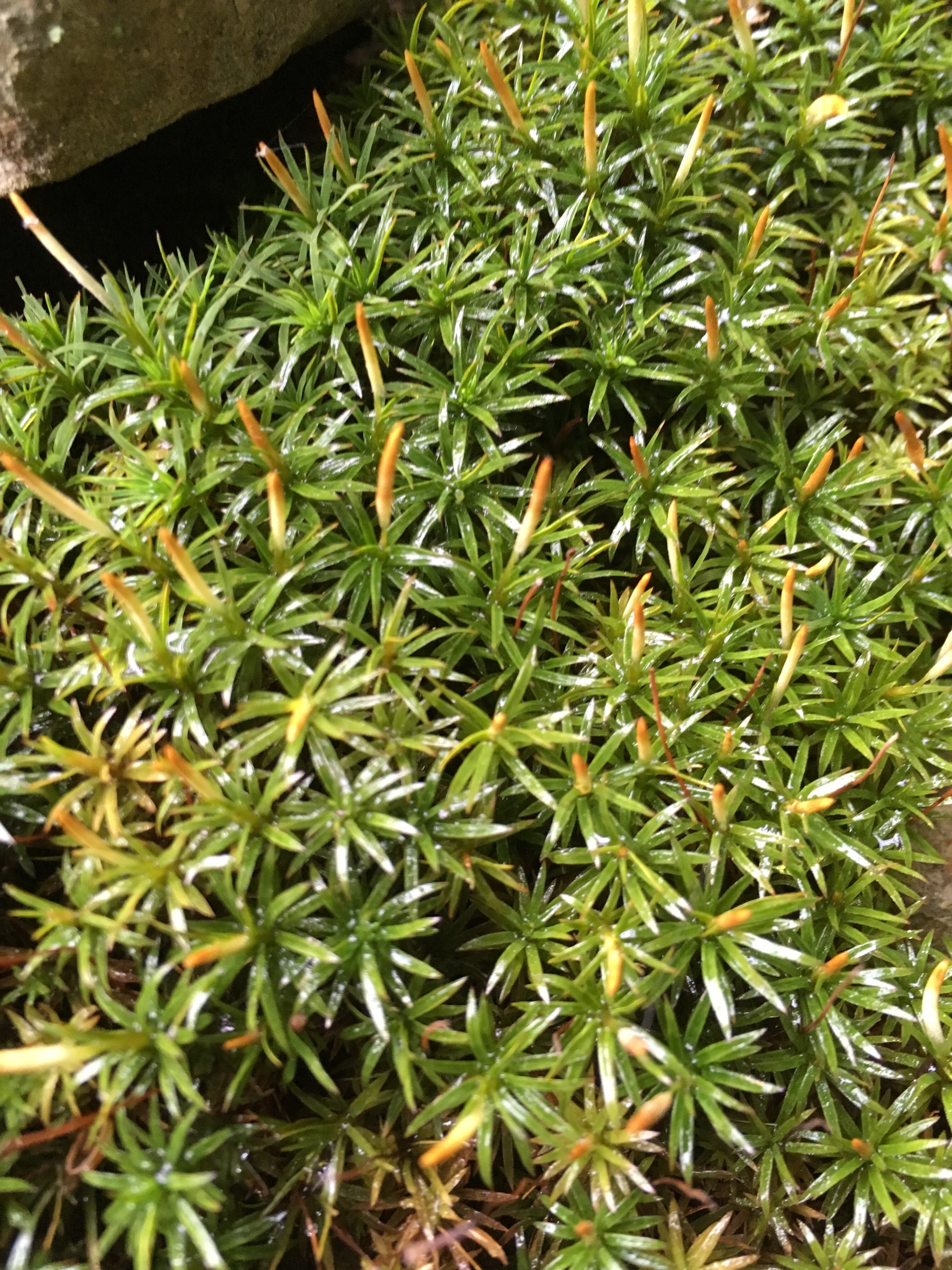 杉苔 スギゴケ Tokinoma