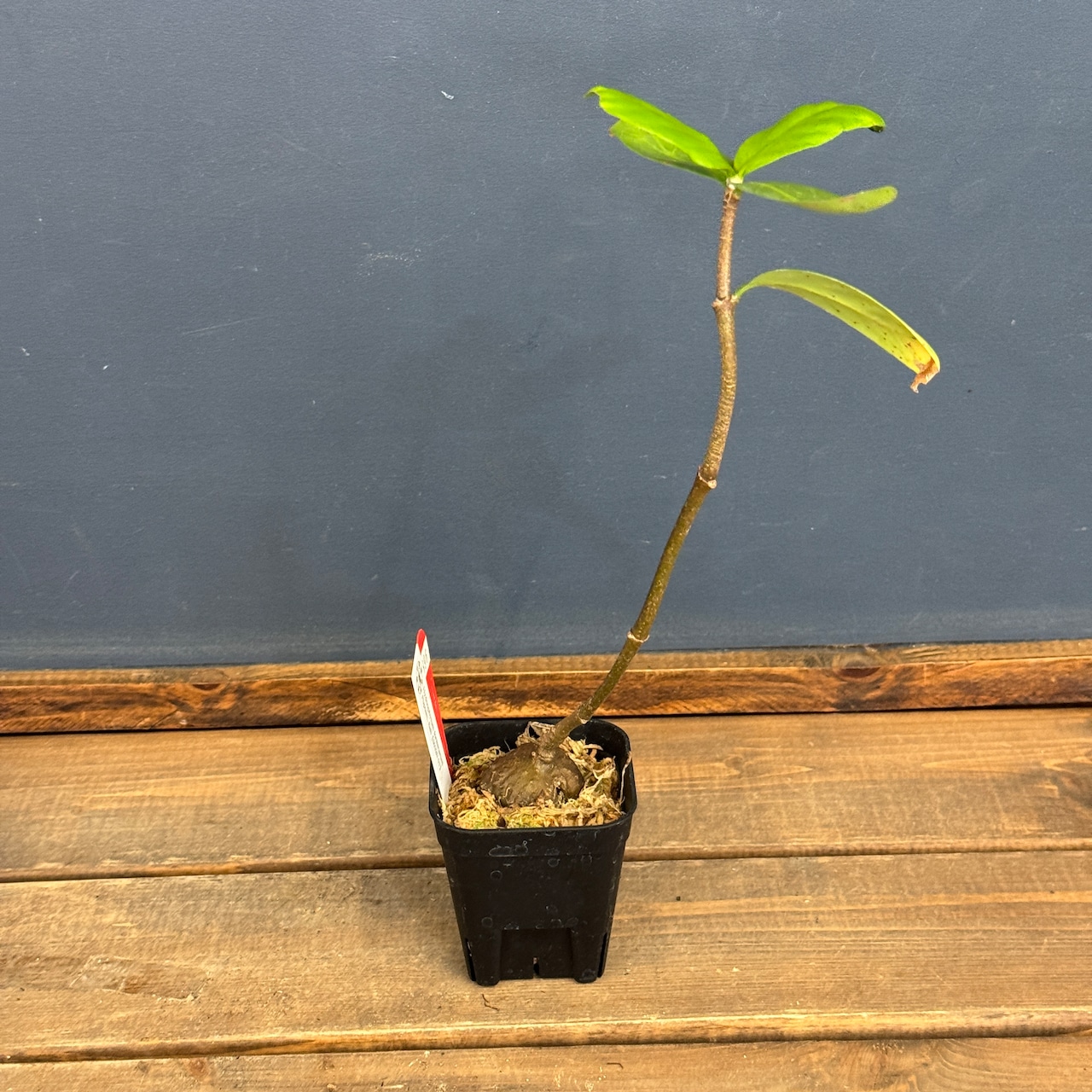 【クリアランス】Myrmecodia tuberosa "Papuana"【896】