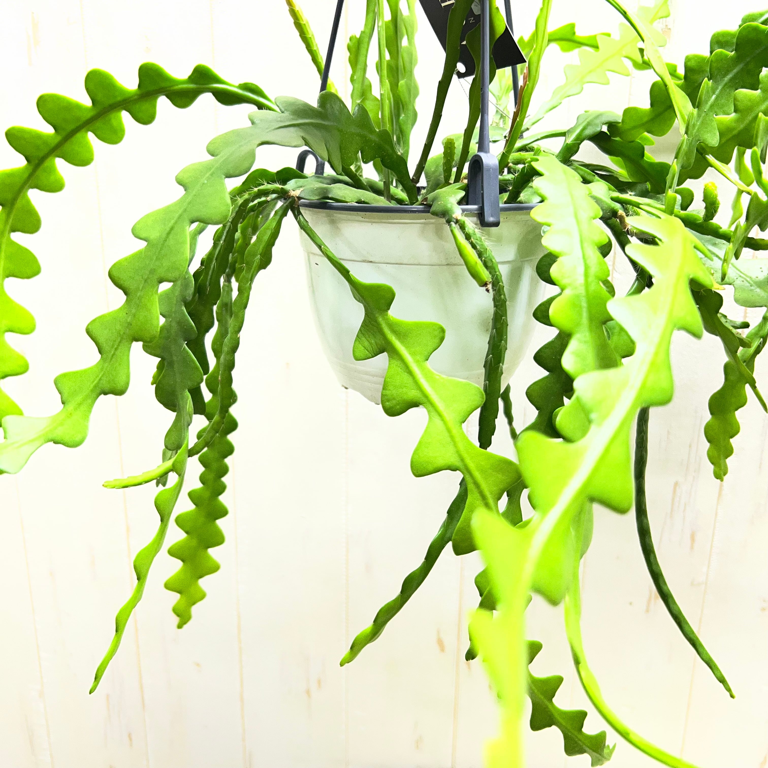 大株 エピフィルム・アングリガー / epiphyllum anguliger