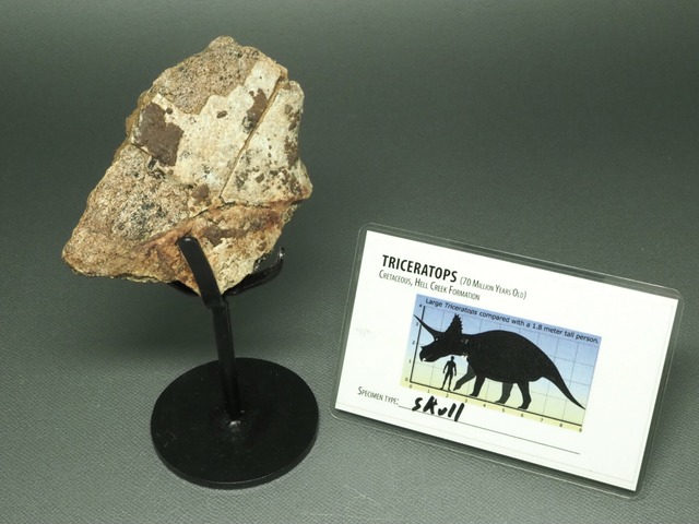 トリケラトプスの頭骨【Triceratops horridus】【94 g】アメリカ・ヘルクリーク累層産/化石/恐竜