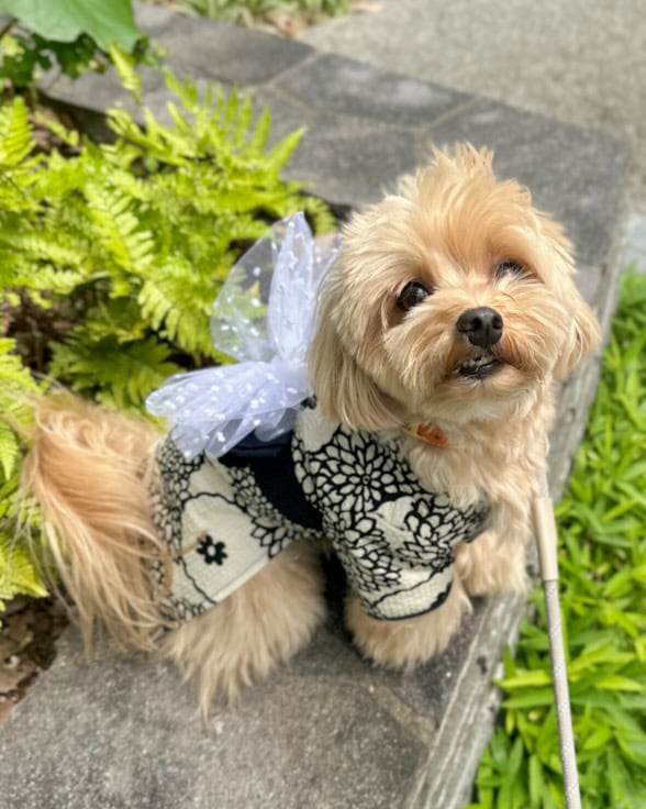 ピオニーの浴衣（黒白モダン） | plumeluxe