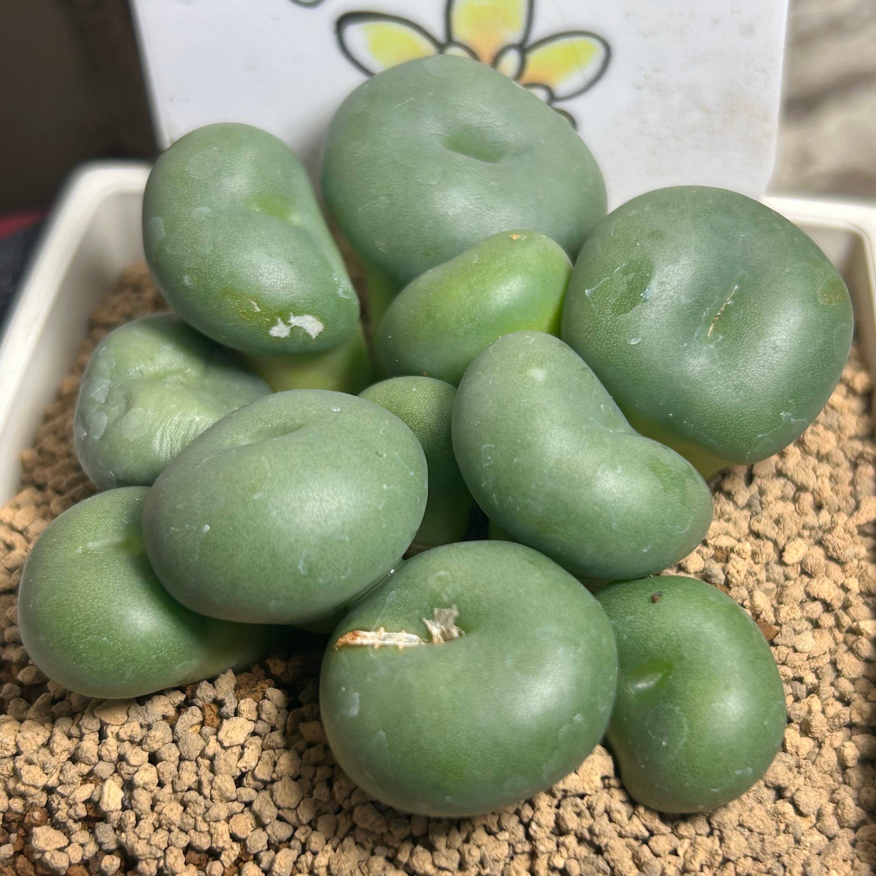 コノフィツム | RuPo 多肉植物専門店