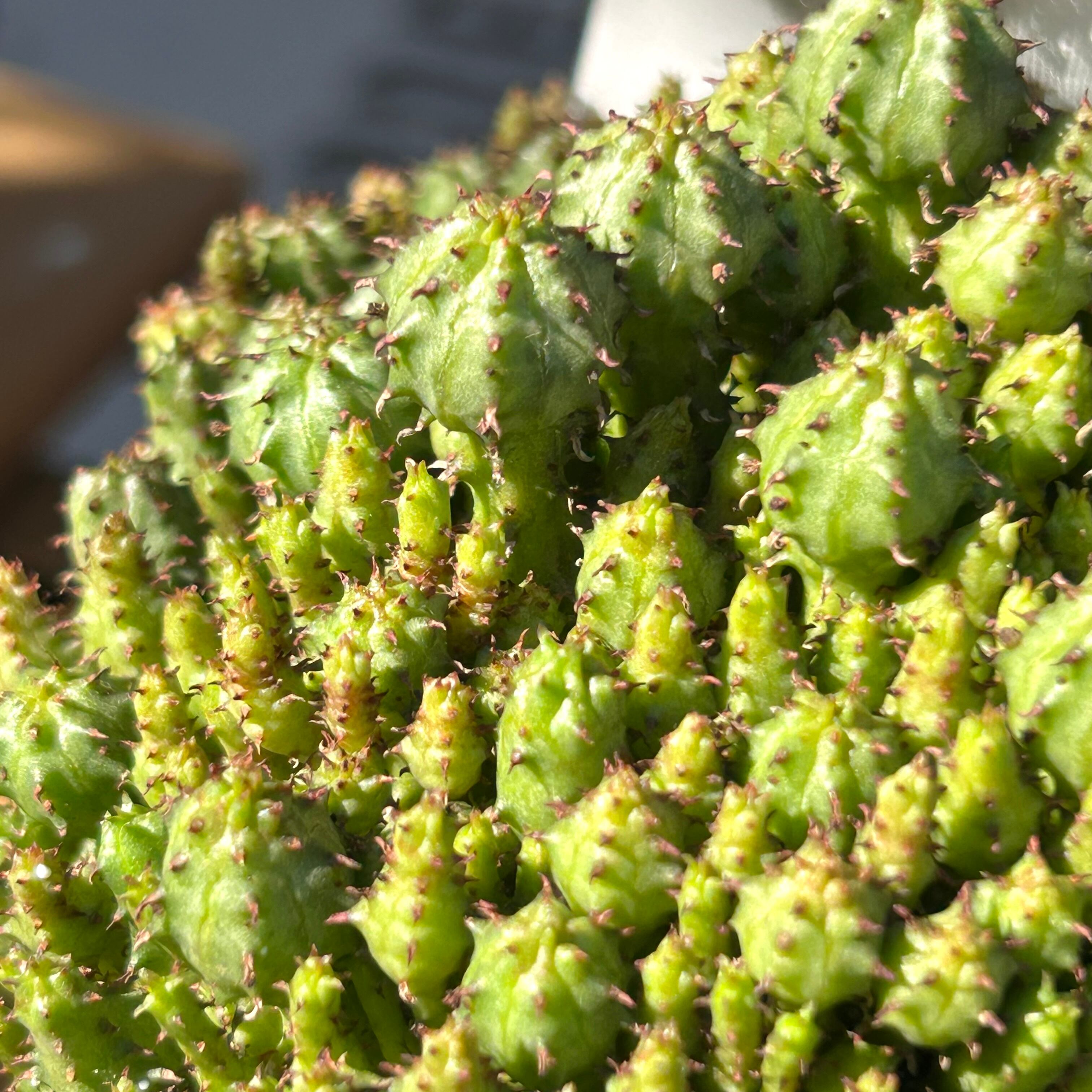 ユーフォルビア | RuPo 多肉植物専門店