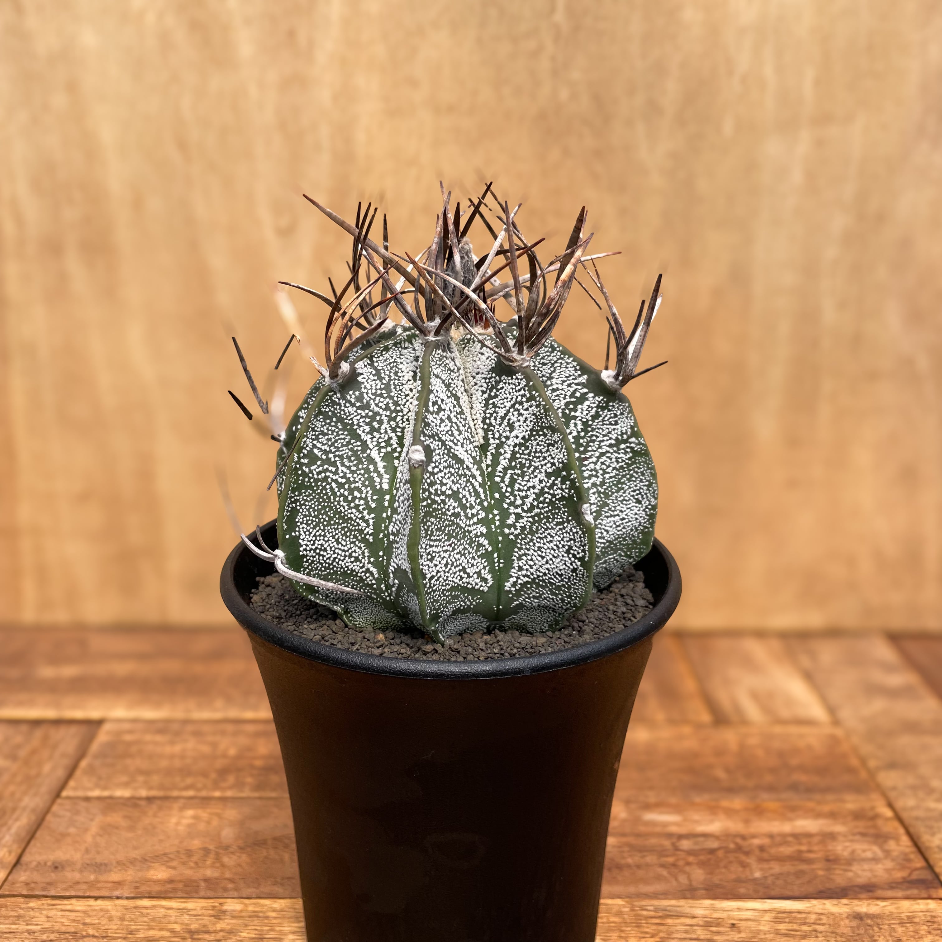 アストロフィツム・螺旋盤石　鉢付き アストロフィツム・複隆盤石 | trigger