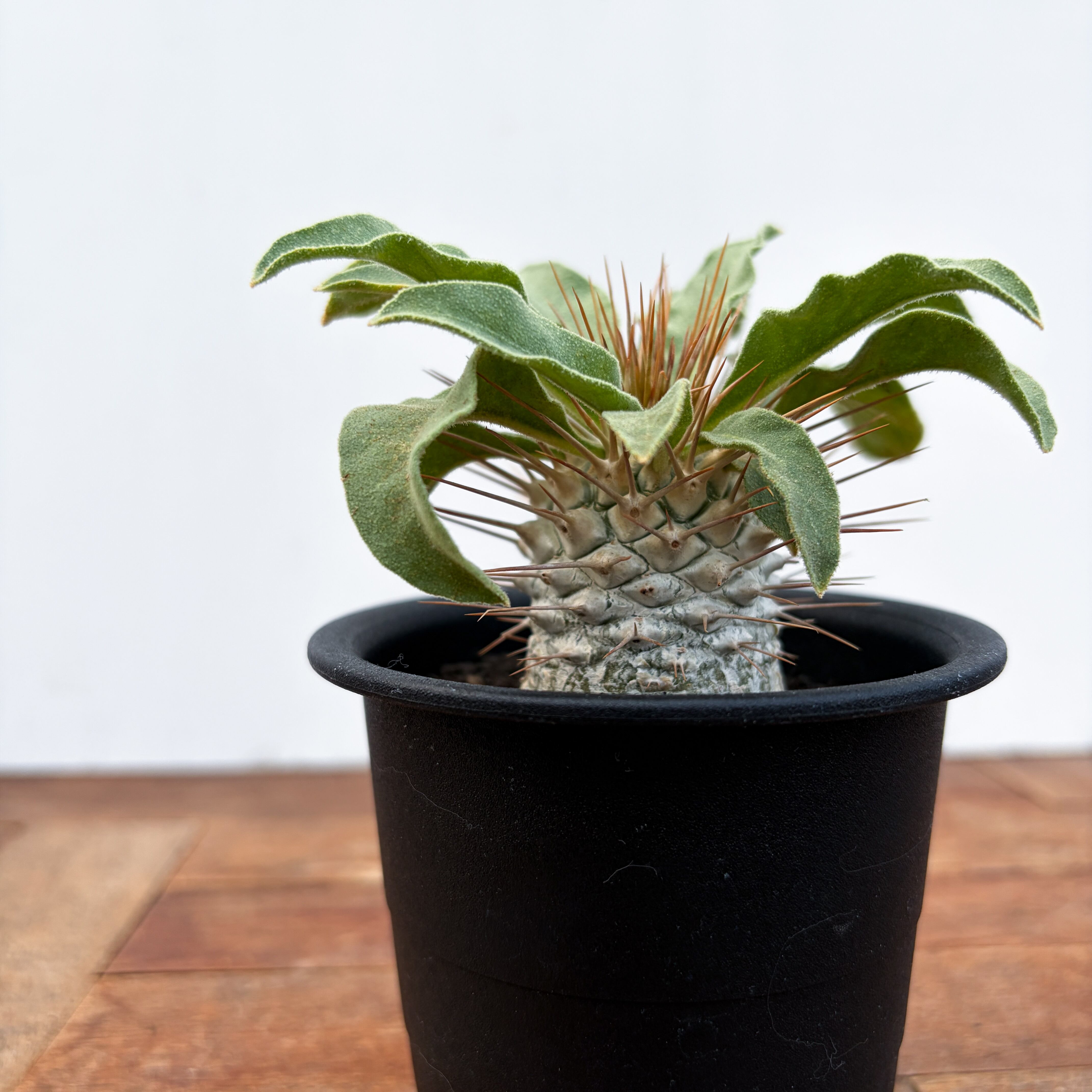 Pachypodium namaquanum【パキポディウム・ナマクアナム・光堂・実生