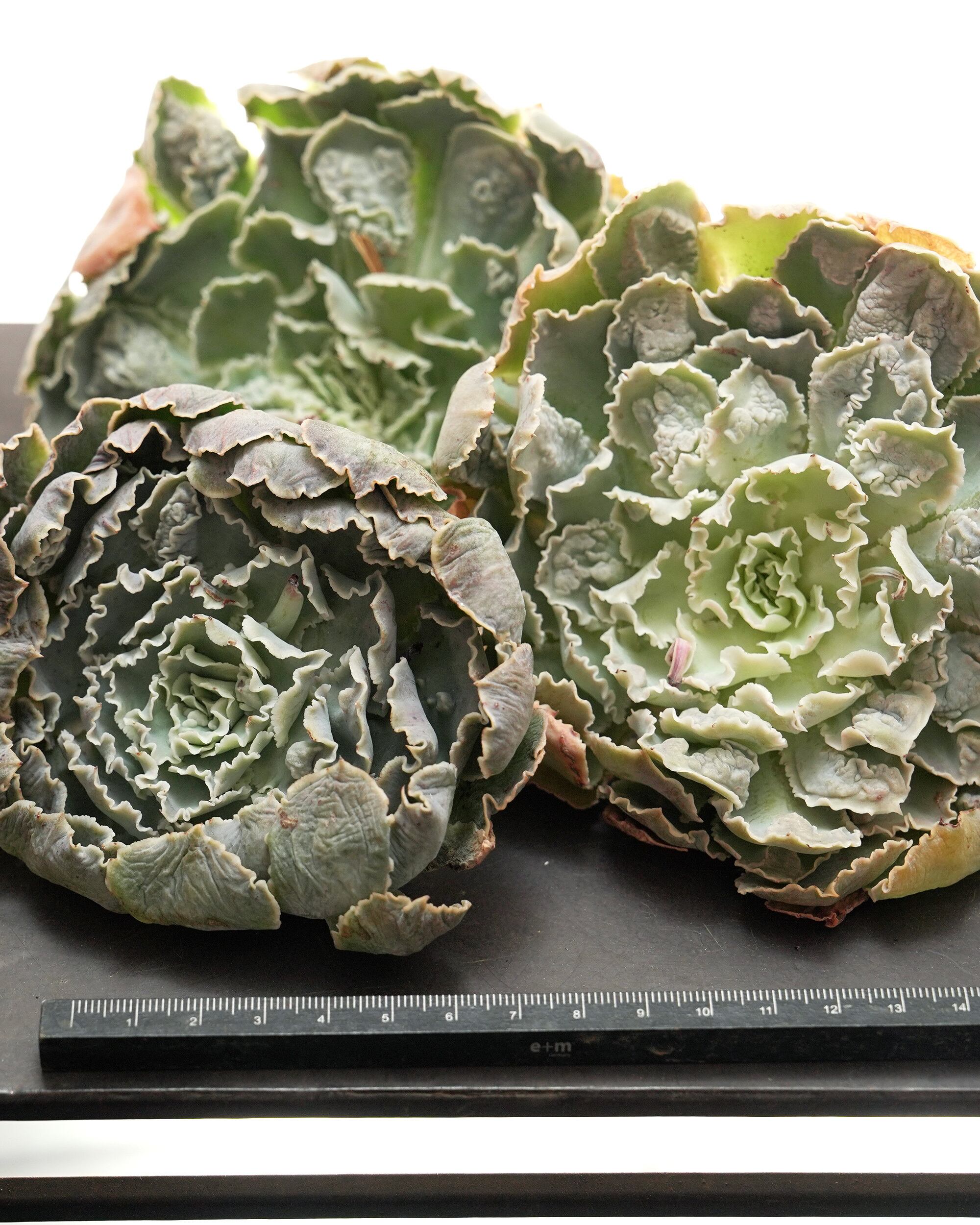 カット苗 シャビアナ コブ化 巨大苗 Echeveria shaviana 'Pink