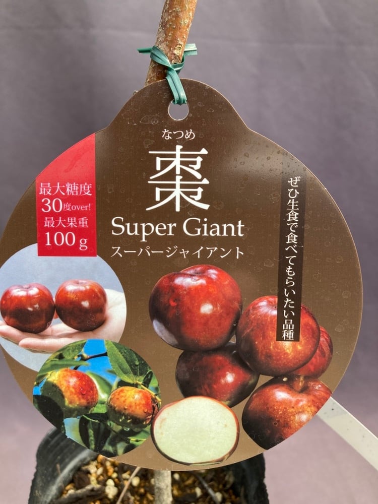 大実なつめ【スーパージャイアント】 | 日本ライン花木センター
