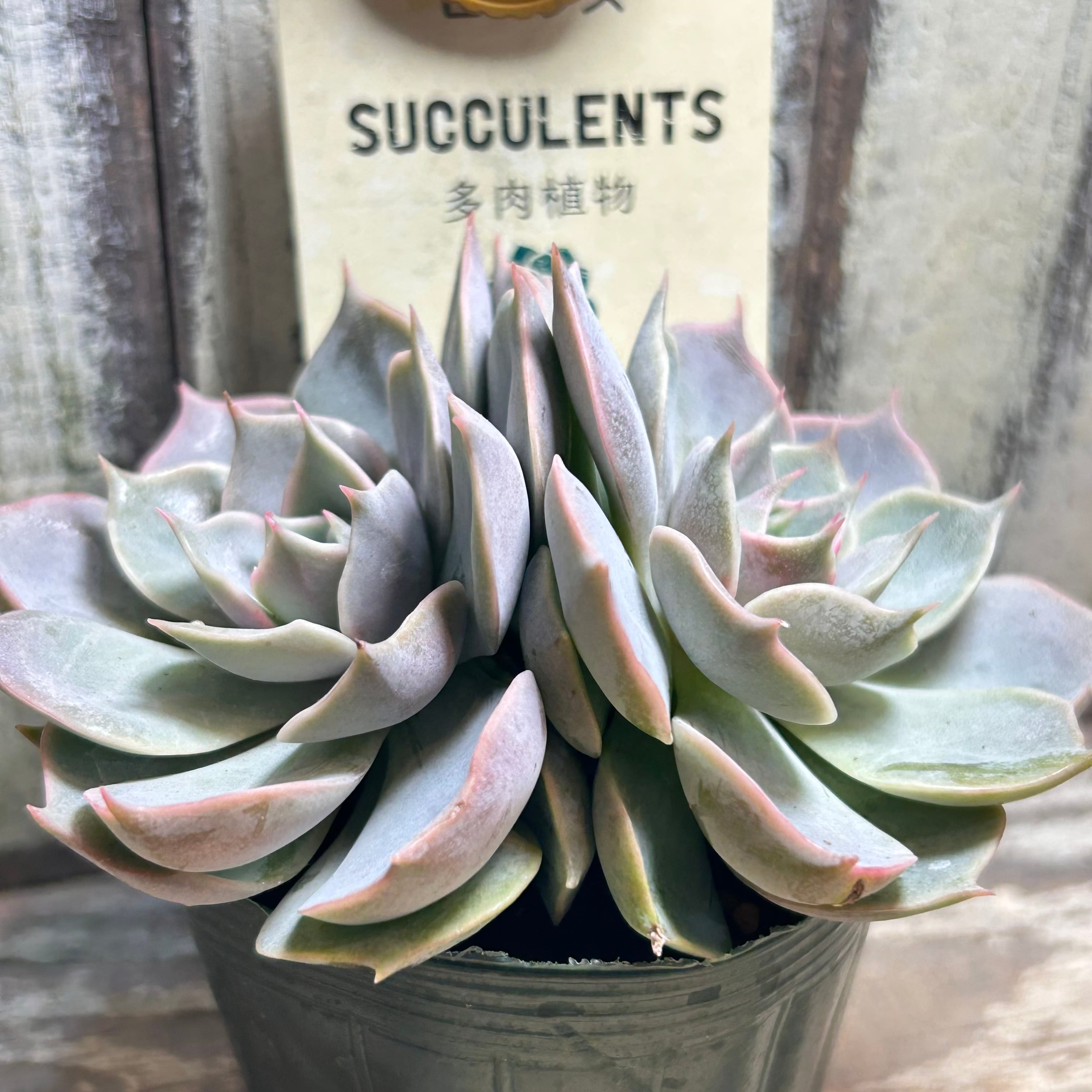 52690b6f20c1985a08d66d4d10bf71