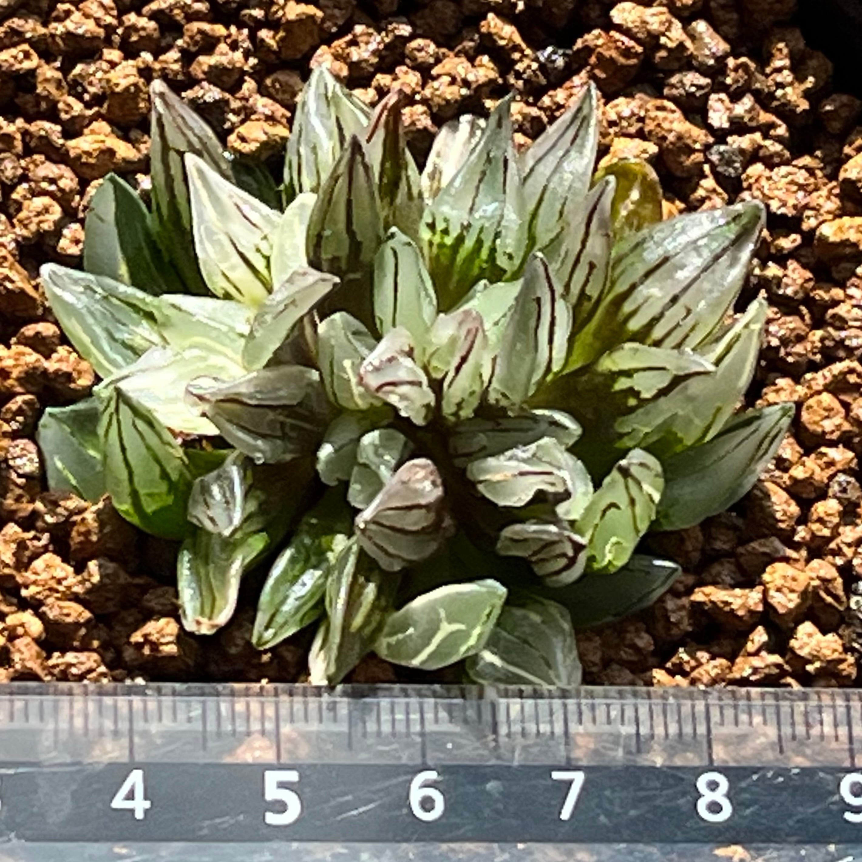 ハオルチア アトロフスカミュータント錦 | mocono_plants