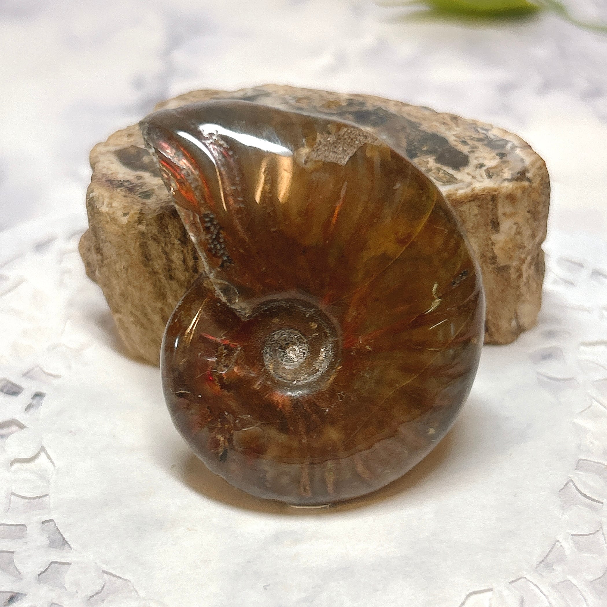 化石]アンモナイト（菊石） | クリスタル・ワールド御徒町店