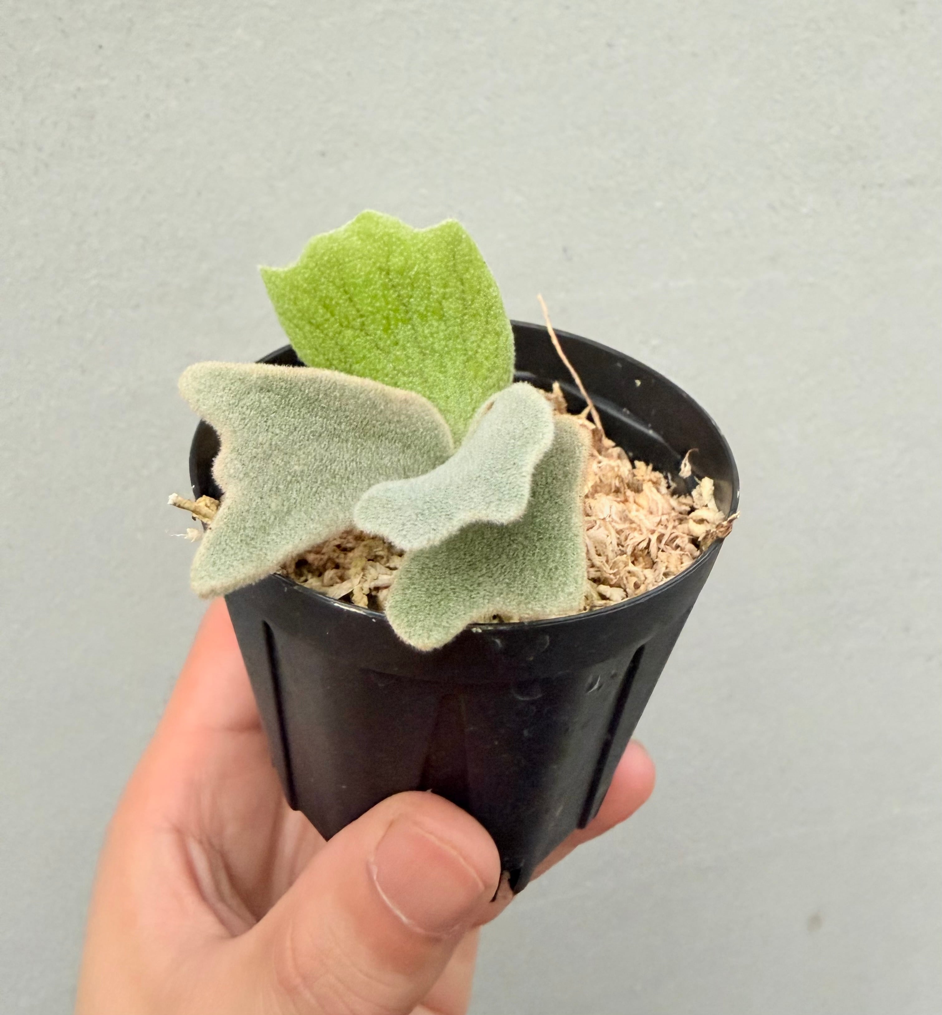 c) P. willinckii 'Frosty Maiden' spore grown ① ビカクシダ