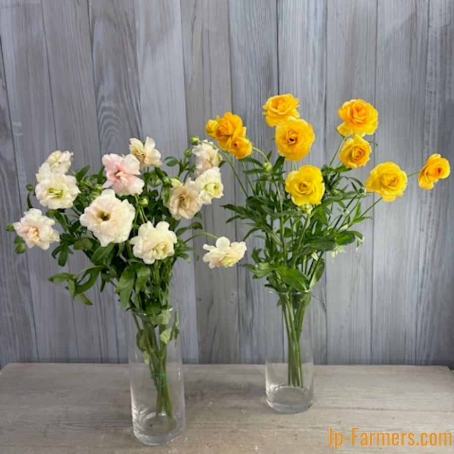 ラナンキュラス 『ラックスミネルバ』10本 | 新鮮お花問屋 Jp-Farmers.com