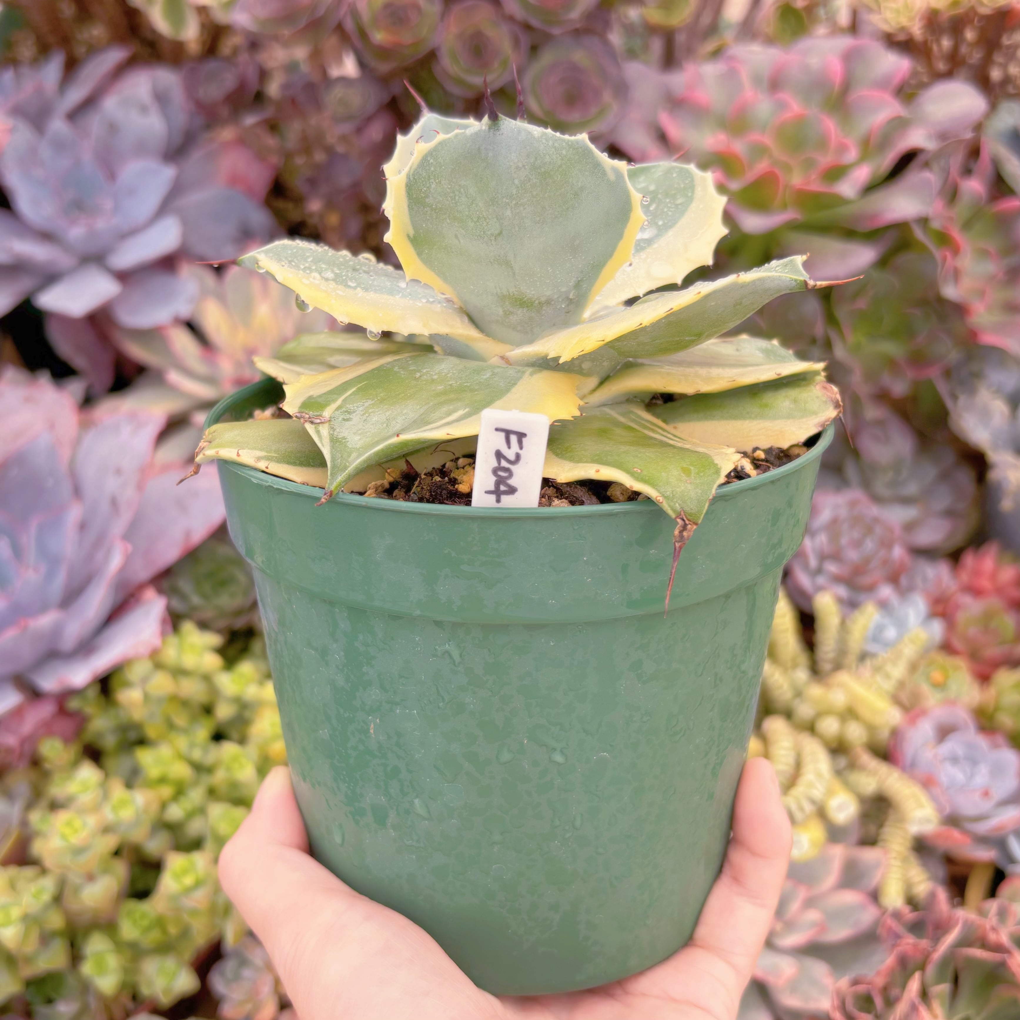 現物 オリザバ錦#F204 特大苗 るる農園 | るる農園~多肉植物専門