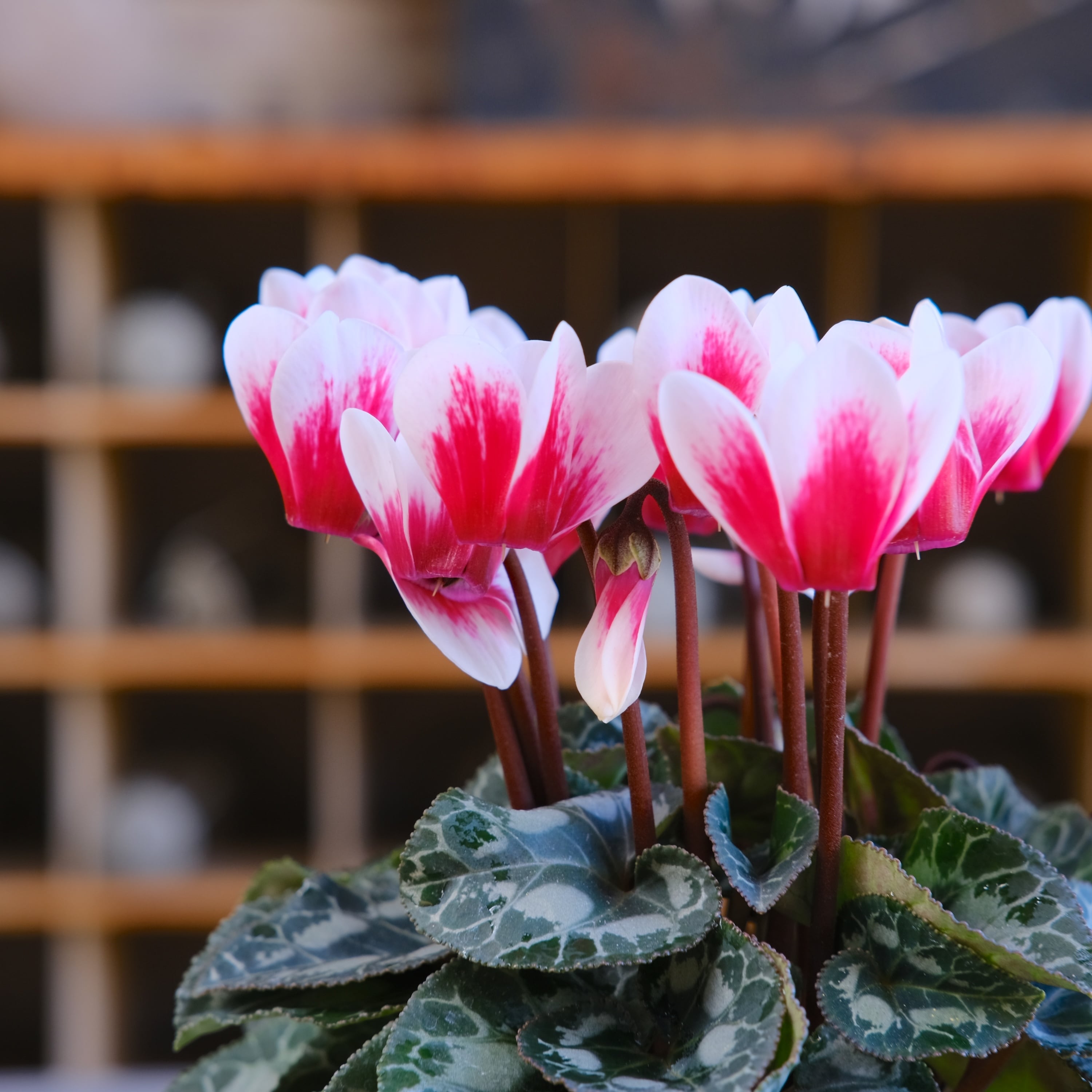 ガーデンシクラメン《 シャインレッド 》軽井沢育ち 3号鉢 | グリーン