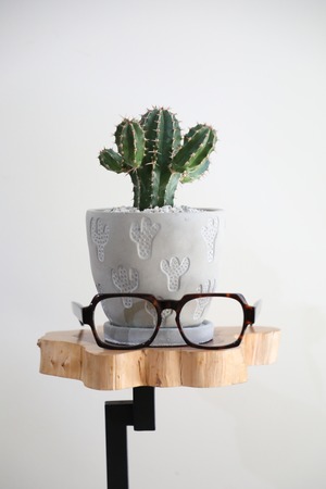 【S】大正キリン/Euphorbia　※陶器鉢付き